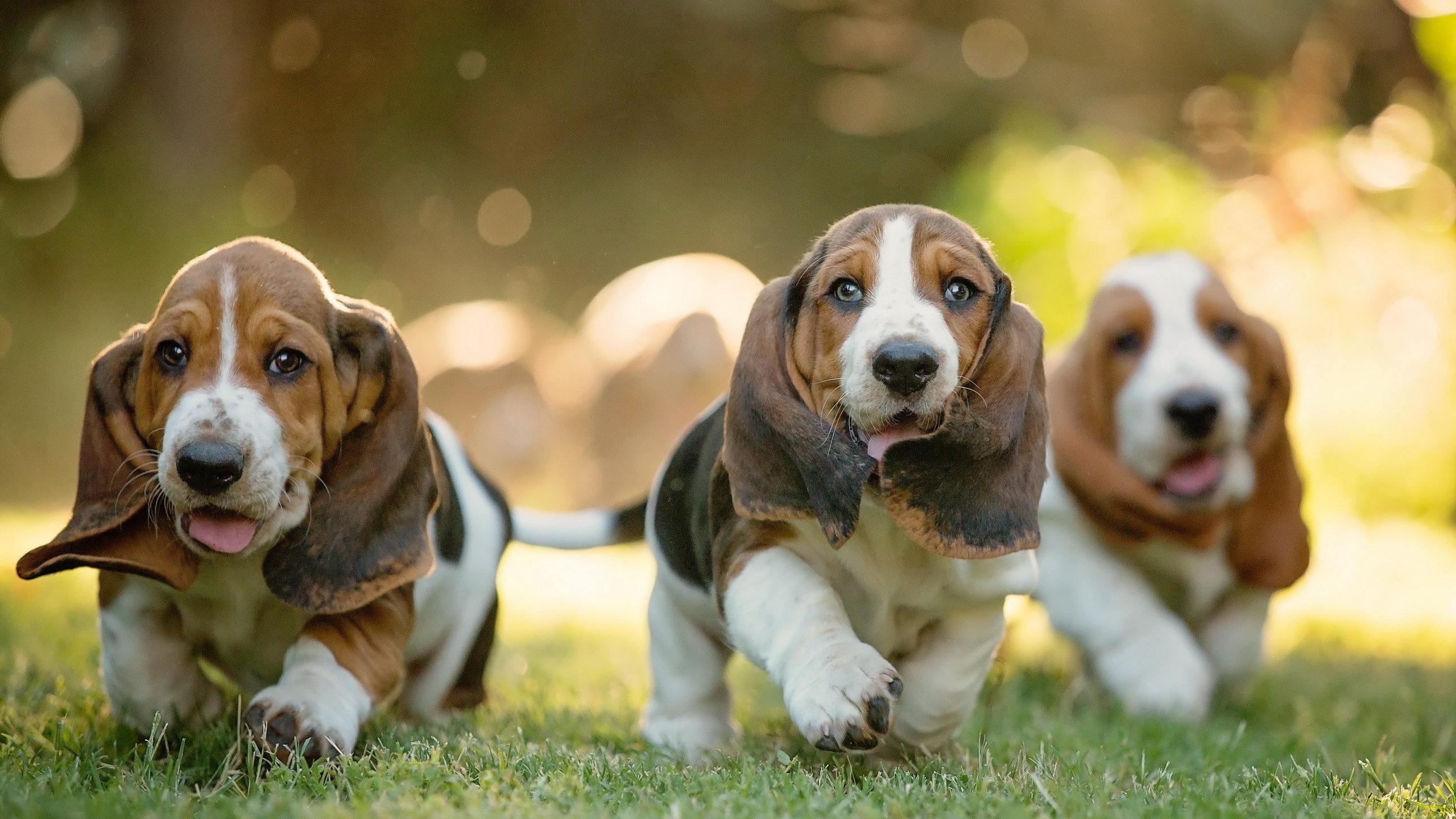 Awesome Basset Hound free wallpaper ID:214117 for hd 2560x1440 PC