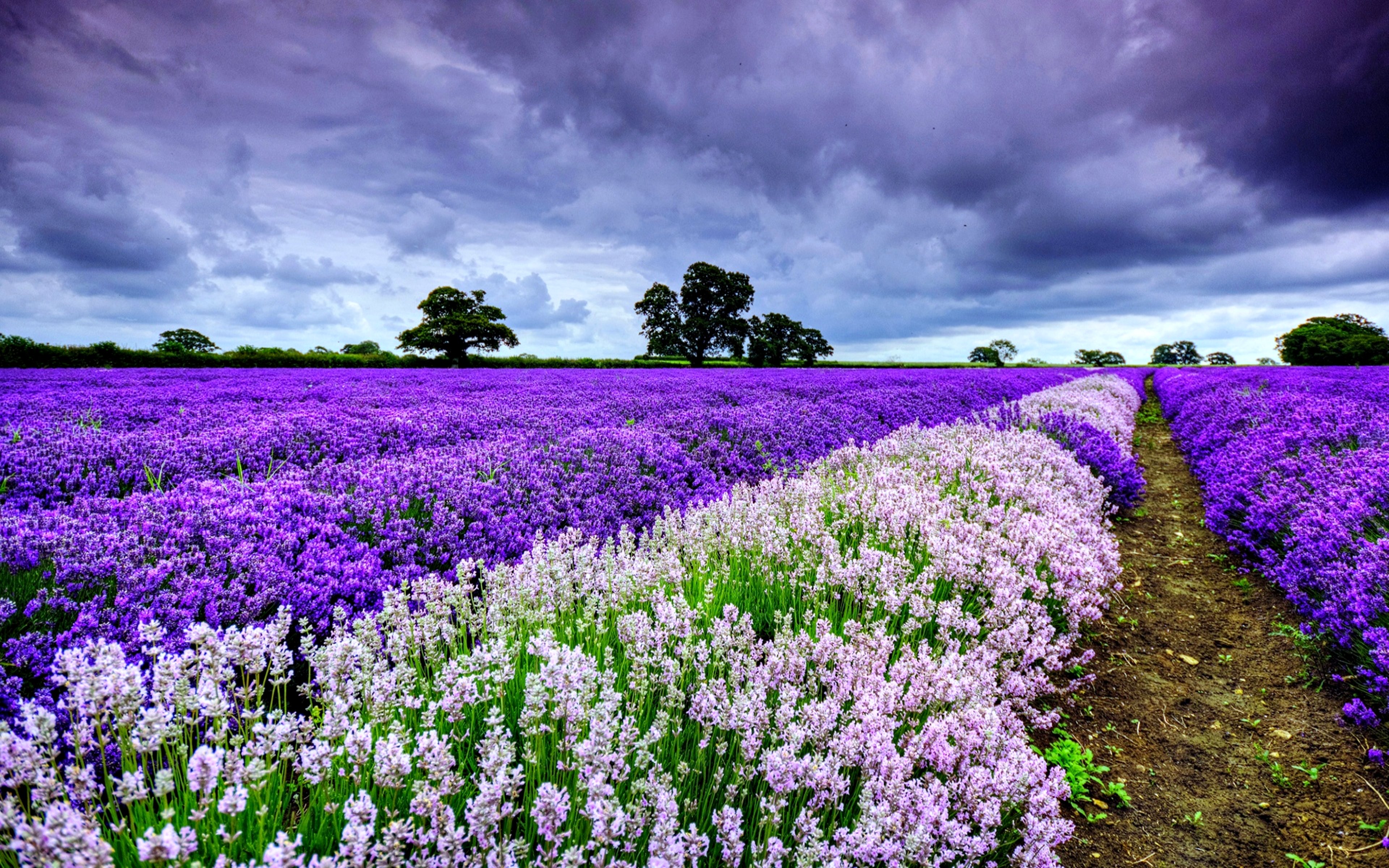 Awesome Lavender free wallpaper ID:67401 for hd 3840x2400 computer