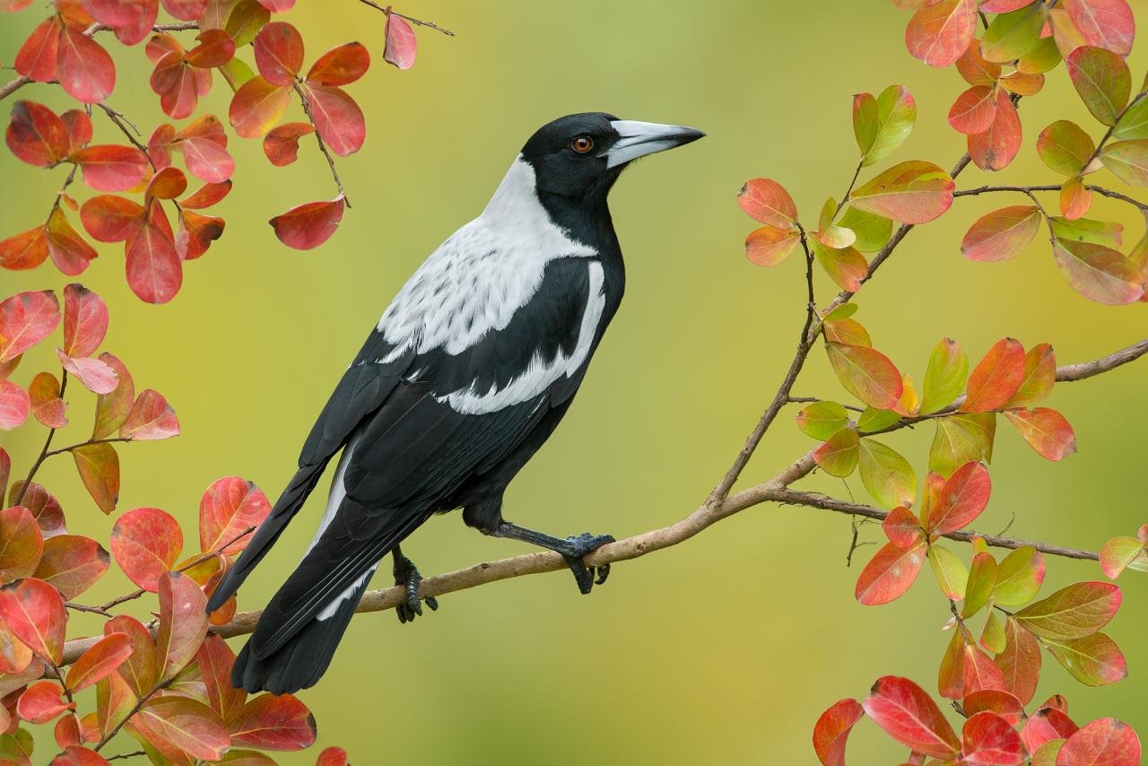 Free download Magpie wallpaper ID:130328 hd 1280x854 for PC