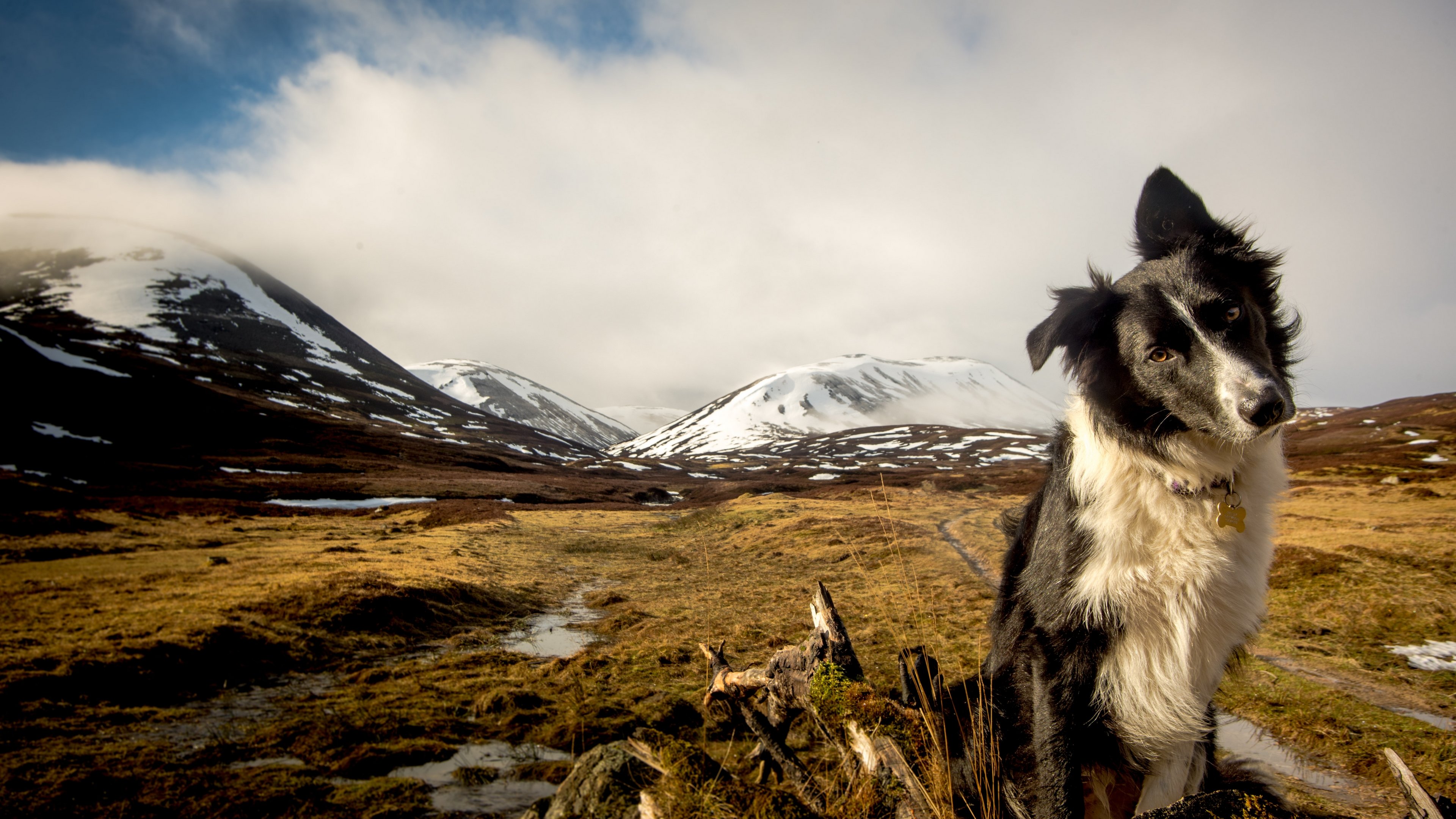Awesome Border Collie free background ID:165828 for 4k PC