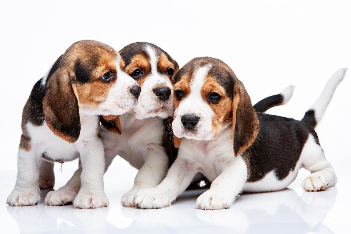Free Beagle high quality wallpaper ID:294230 for hd 1152x768 computer