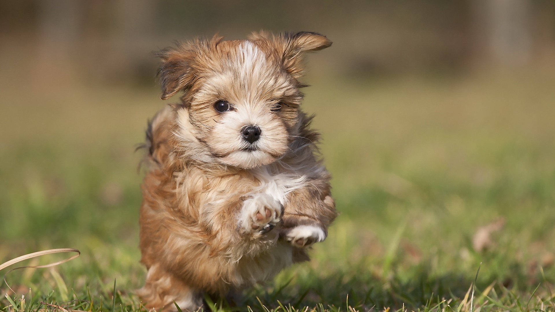 Free download Puppy wallpaper ID:46748 full hd for PC