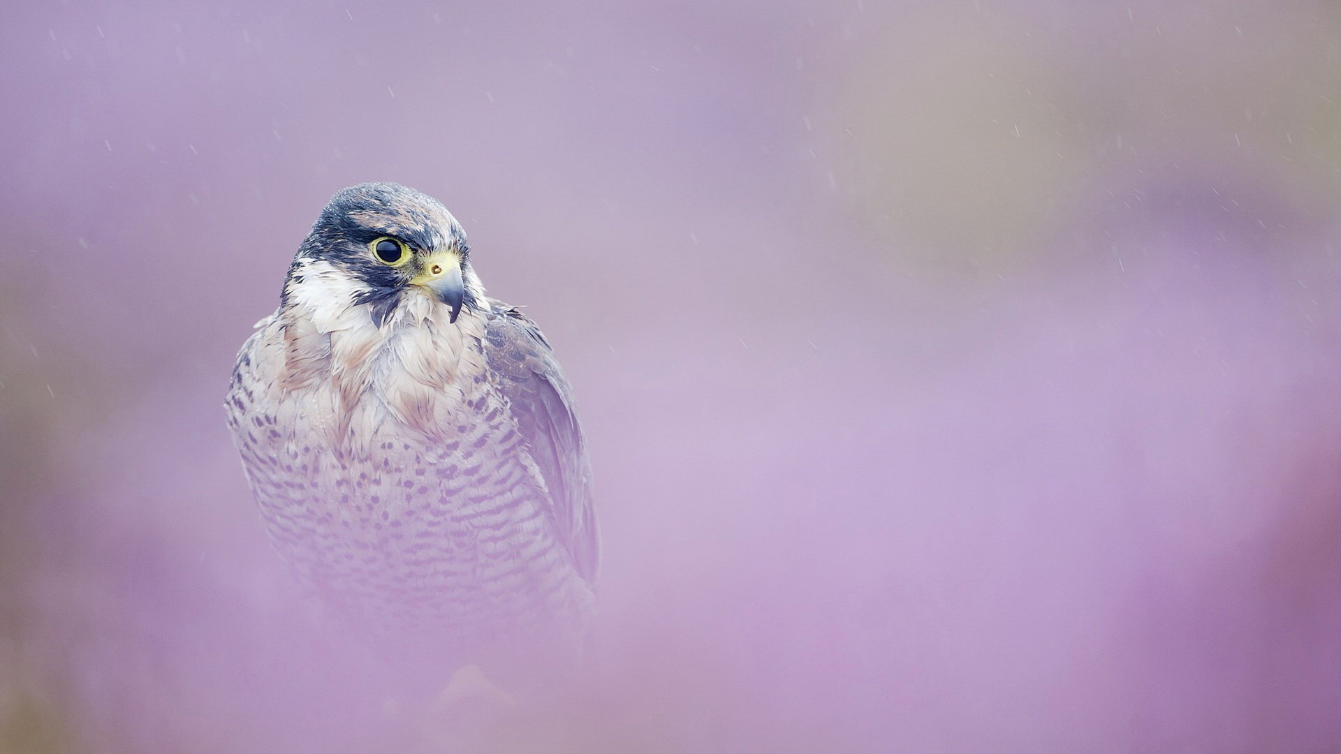 Awesome Peregrine Falcon free background ID:244698 for full hd desktop
