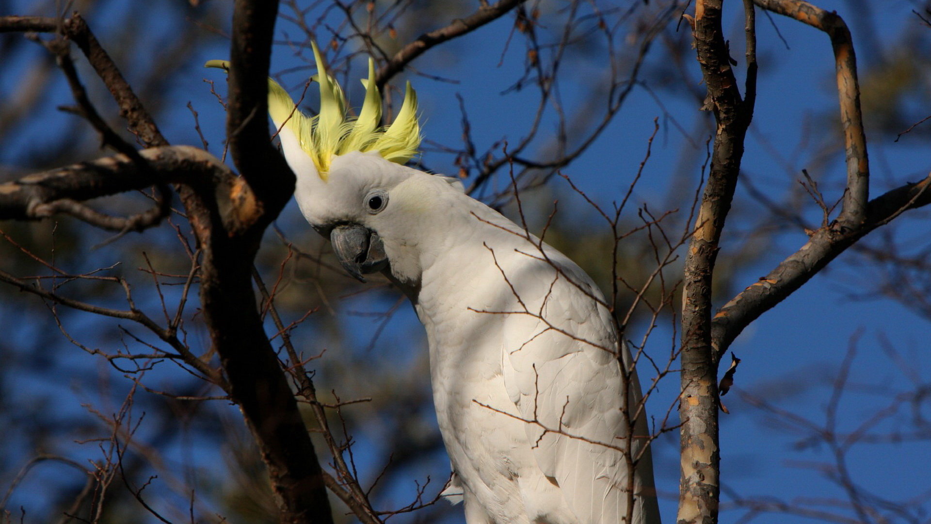 Download full hd 1080p Sulphur-crested Cockatoo PC background ID:130247 for free