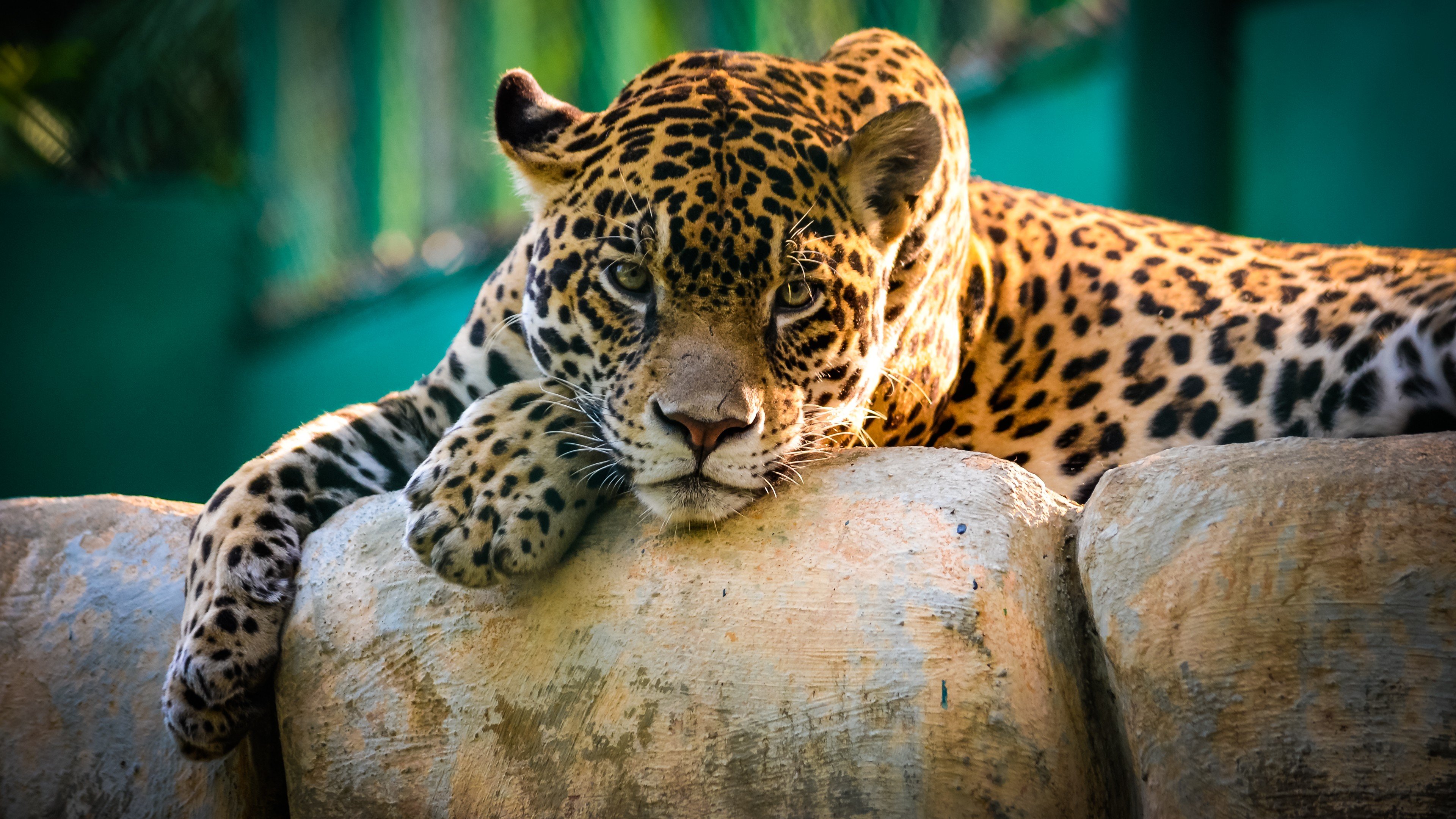 Awesome Leopard free wallpaper ID:448446 for uhd 4k computer