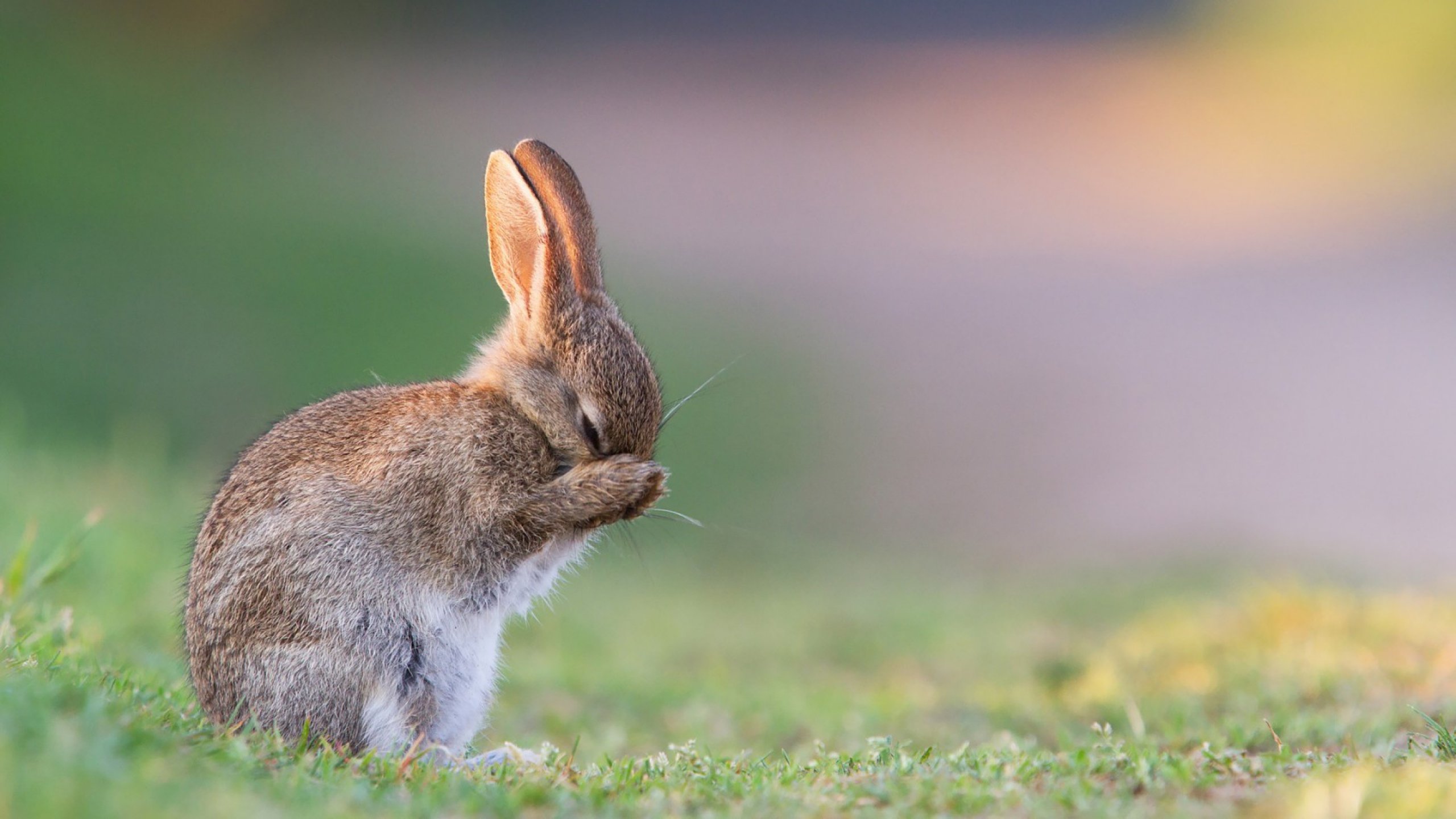 Awesome Rabbit & Bunny free background ID:248986 for hd 2560x1440 PC