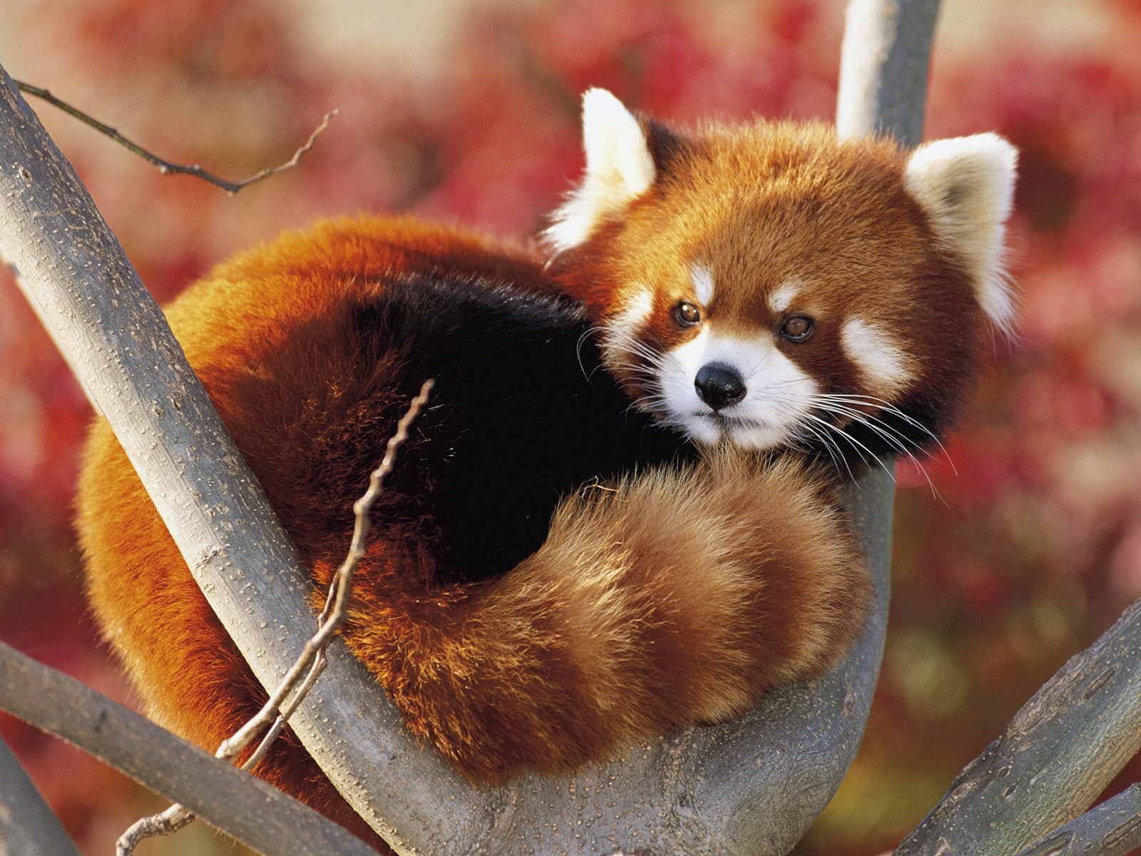 Best Red Panda wallpaper ID:63957 for High Resolution hd 1600x1200 PC