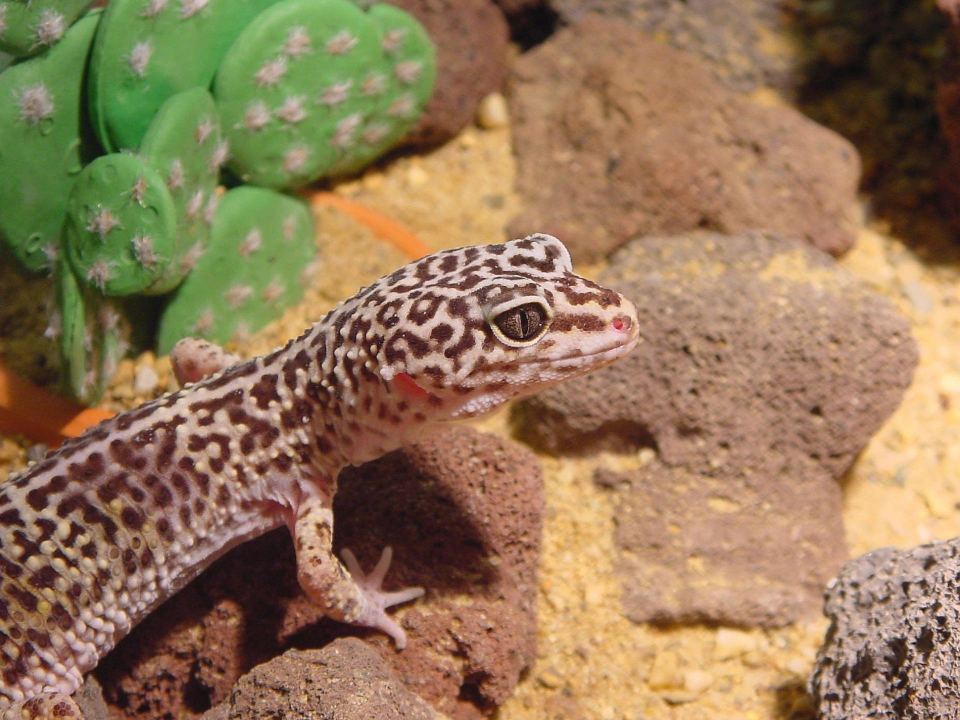 Free download Leopard Gecko background ID:357667 hd 1920x1440 for computer