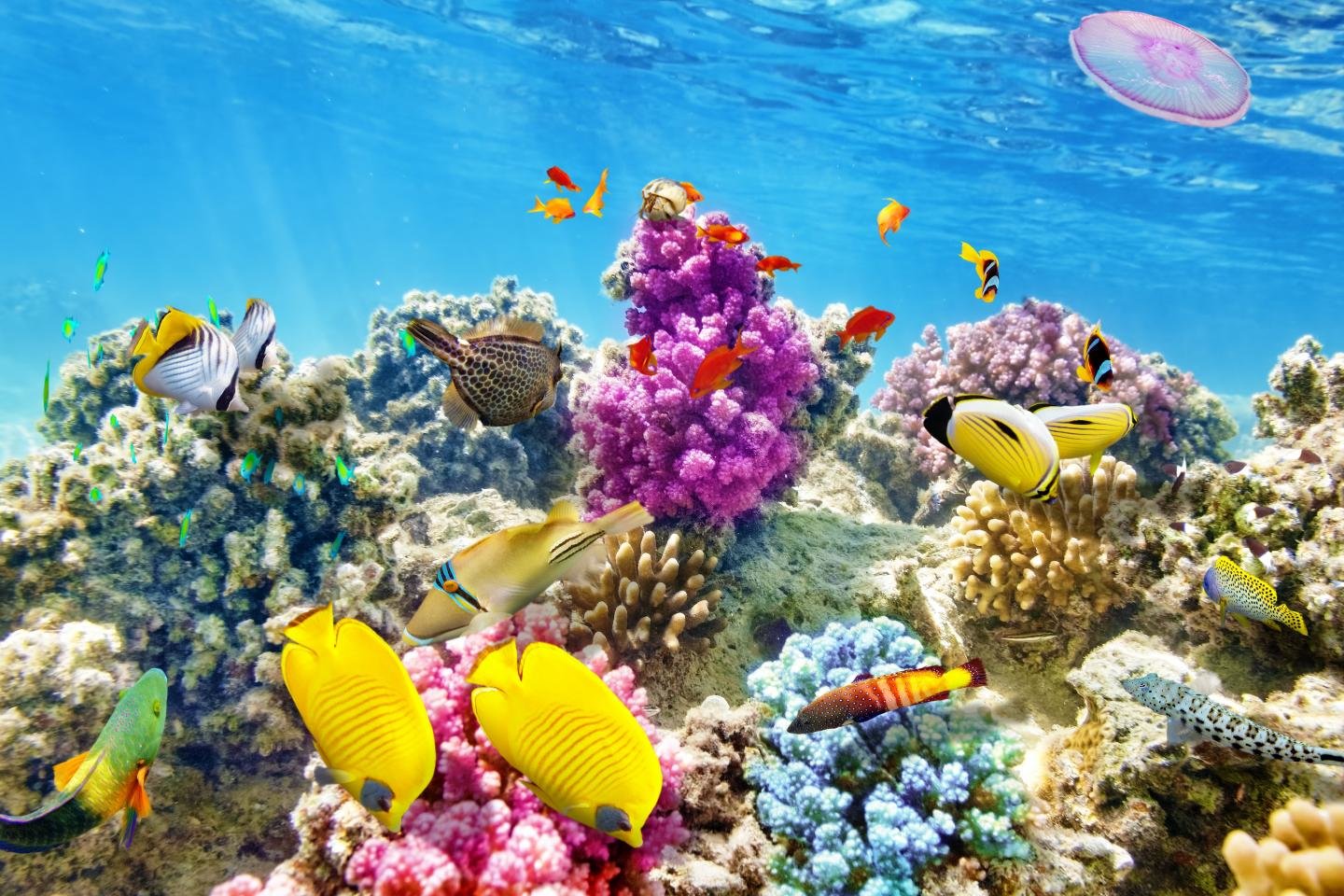 Best Coral reef background ID:66136 for High Resolution hd 1440x960 computer