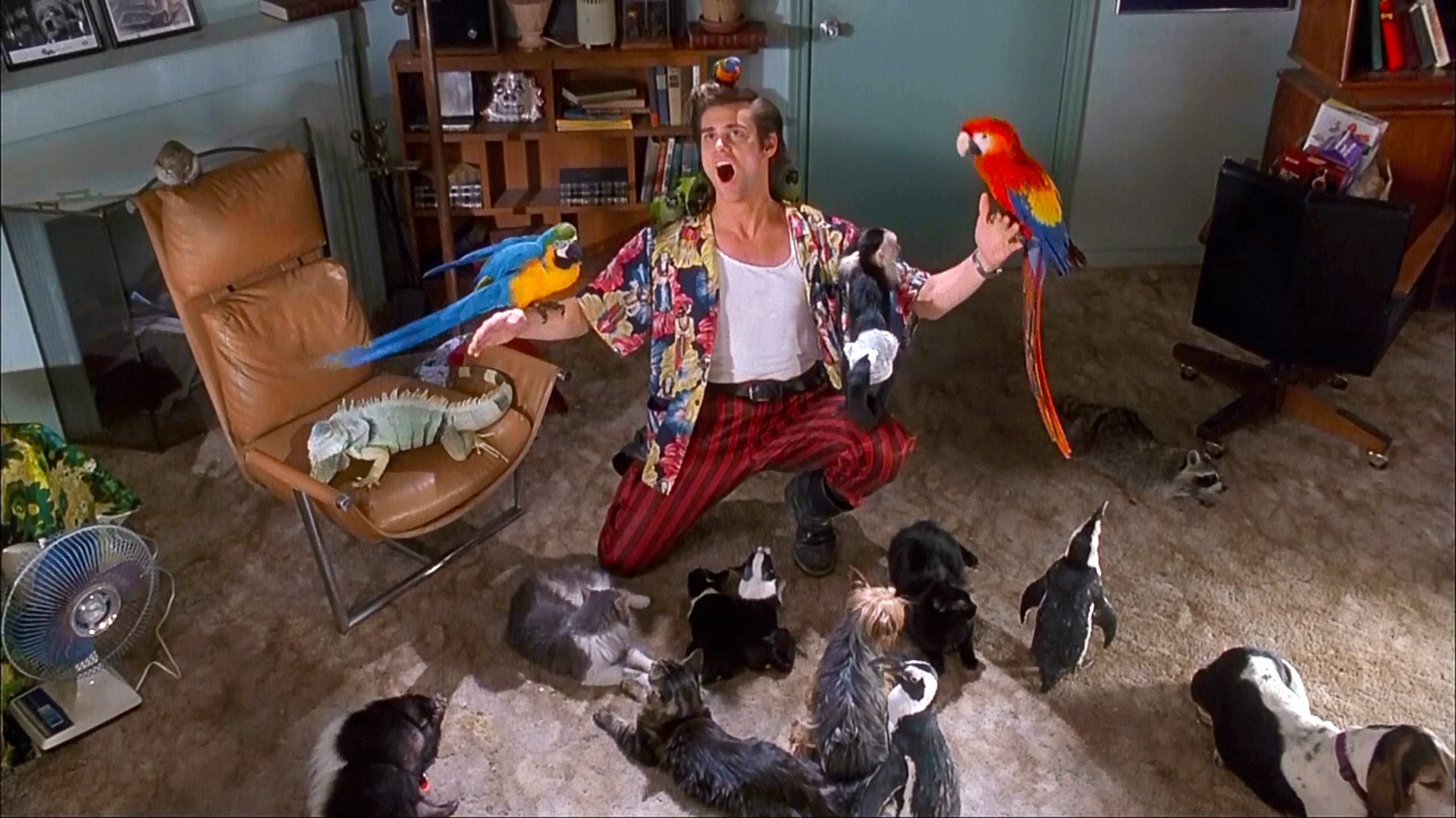 High resolution Ace Ventura: Pet Detective 1080p background ID:114174 for PC