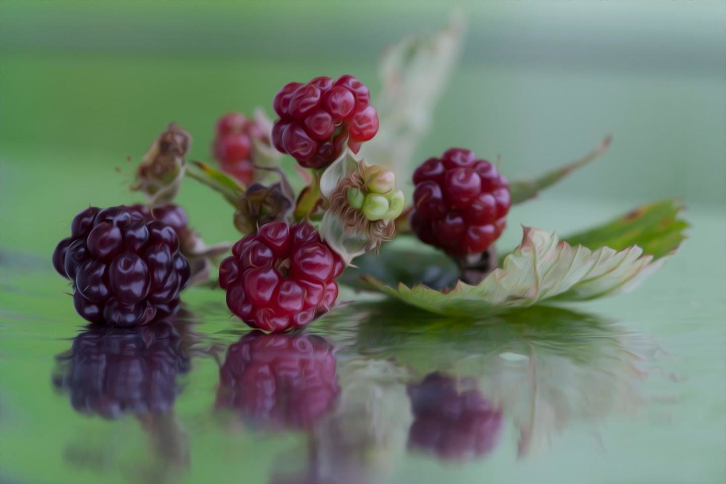Awesome Blackberry free background ID:387397 for hd 1440x960 PC