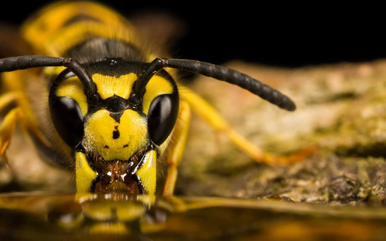 High resolution Wasp hd 1280x800 background ID:48144 for PC