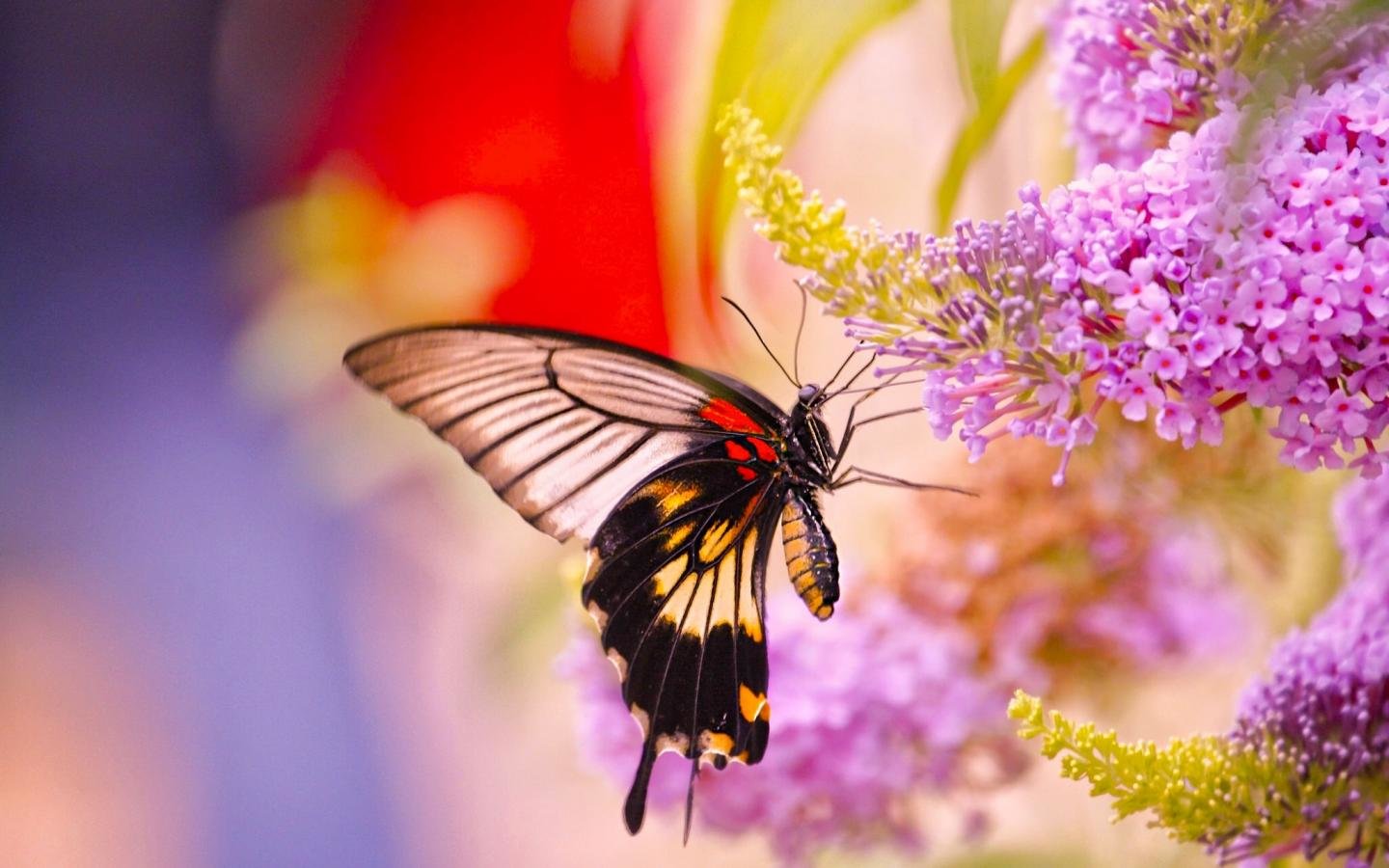 Free Butterfly high quality wallpaper ID:168205 for hd 1440x900 computer