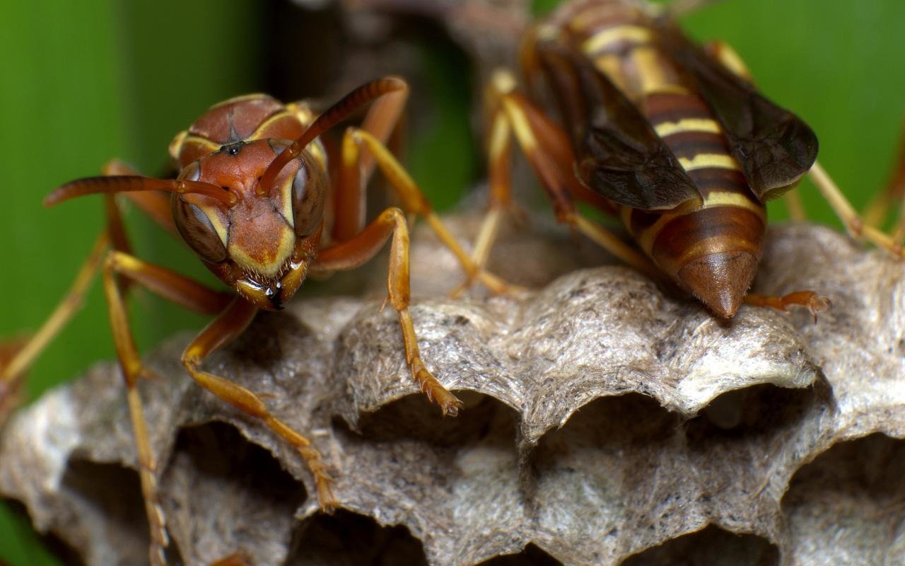 High resolution Wasp hd 1280x800 background ID:48167 for desktop