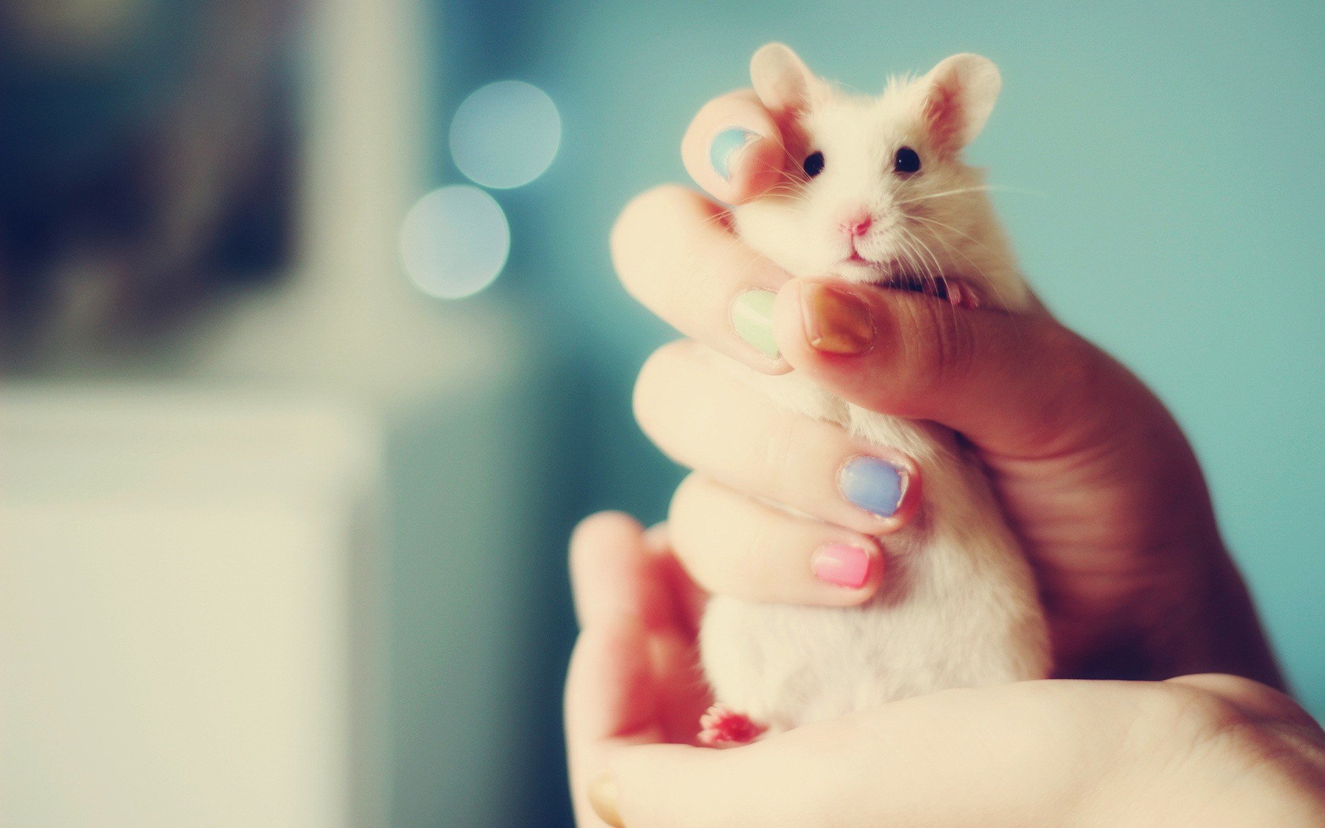 Best Hamster background ID:234062 for High Resolution hd 1920x1200 PC