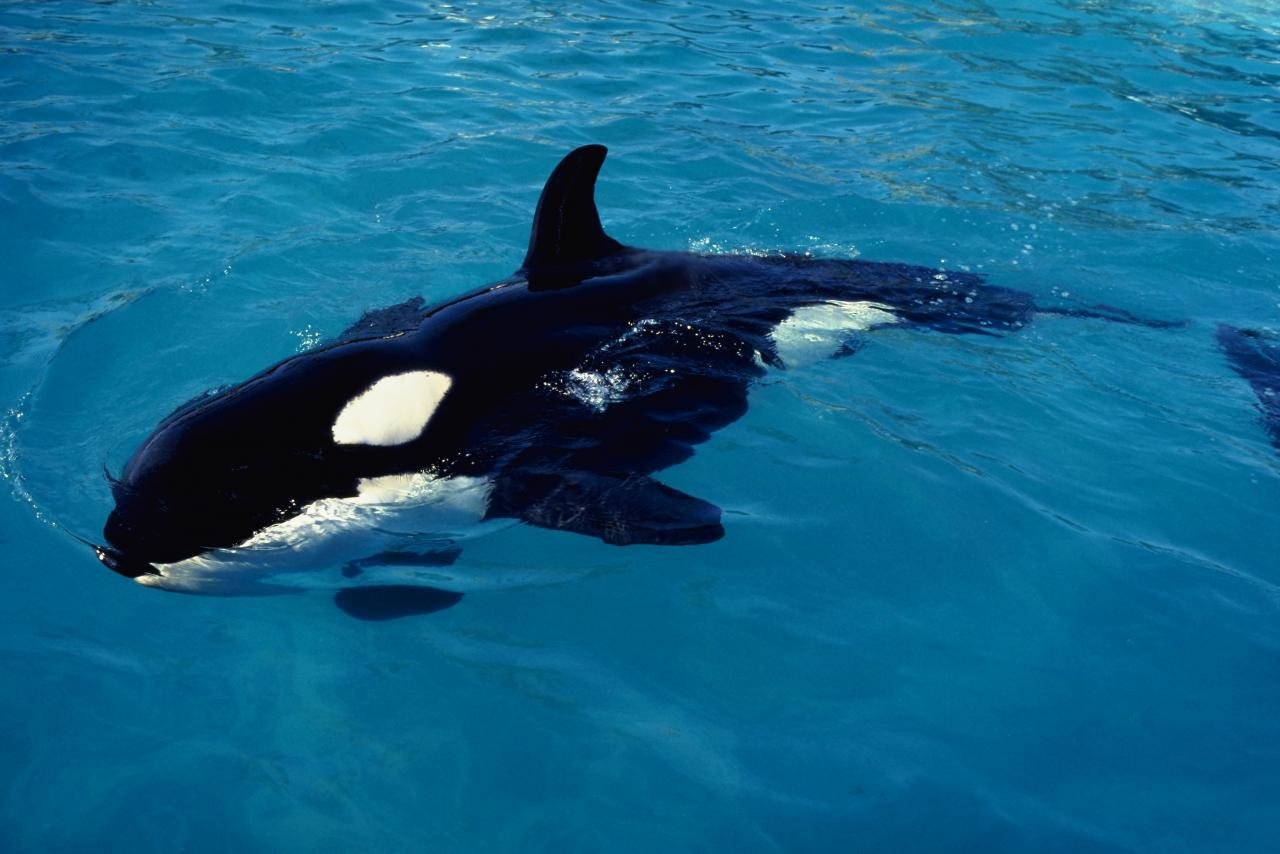 High resolution Orca hd 1280x854 background ID:384448 for desktop