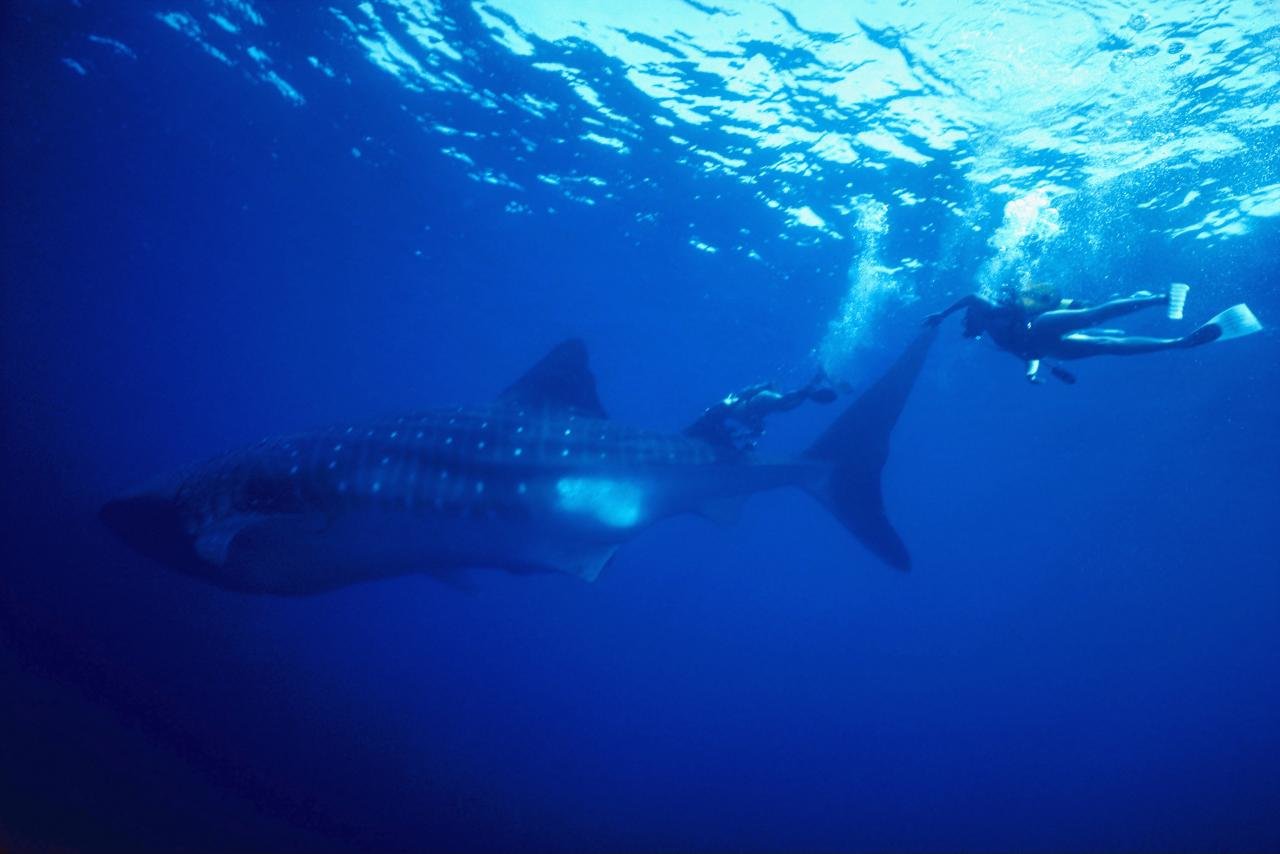Free Whale Shark high quality background ID:134829 for hd 1280x854 PC