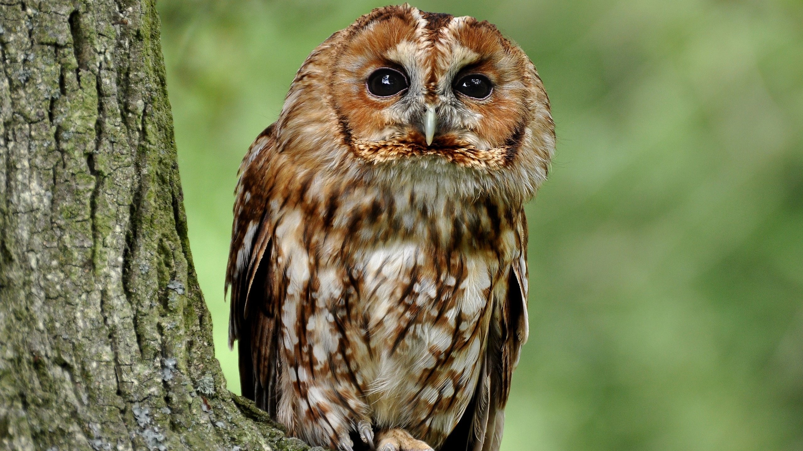 Awesome Owl free wallpaper ID:237069 for hd 2560x1440 computer
