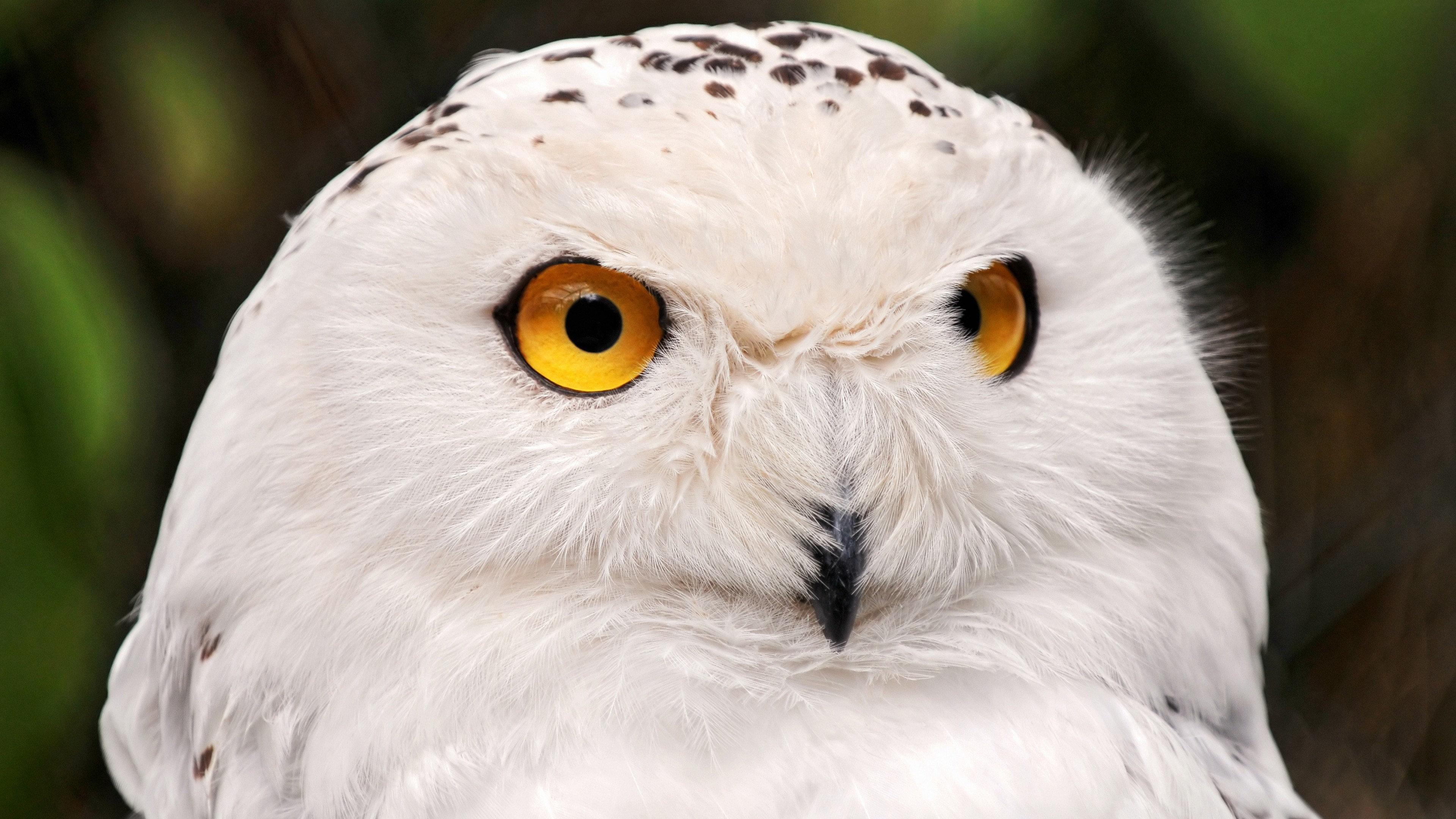 Download hd 4k Snowy Owl desktop background ID:26818 for free