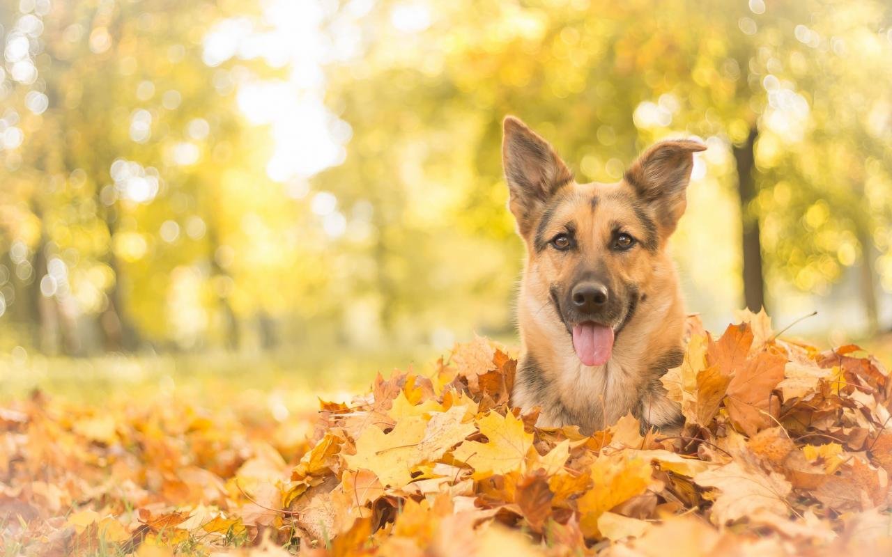 Awesome German Shepherd free background ID:111060 for hd 1280x800 PC