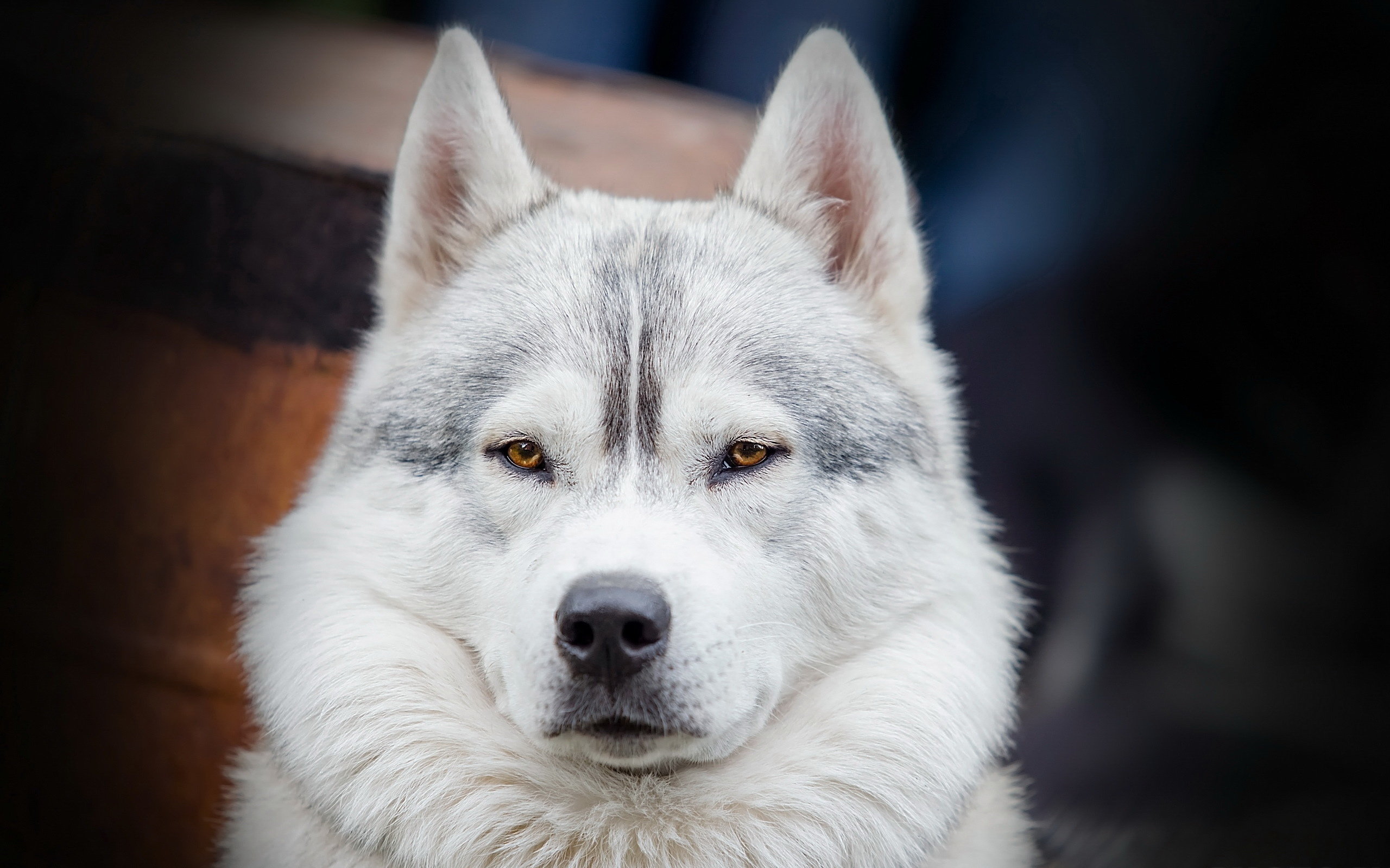 Awesome Siberian Husky free wallpaper ID:155233 for hd 2560x1600 computer