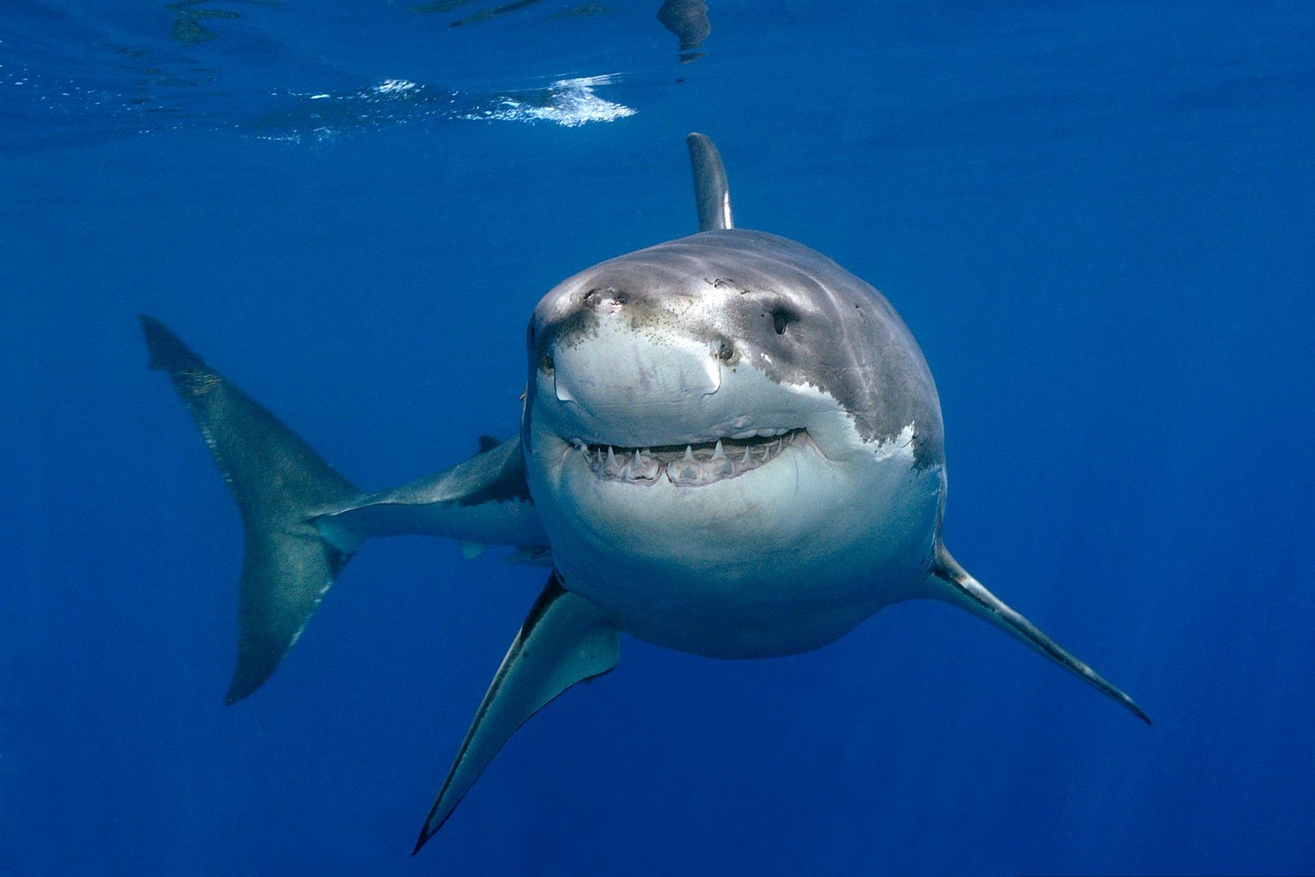 Free Great White Shark high quality wallpaper ID:374694 for hd 1920x1280 computer
