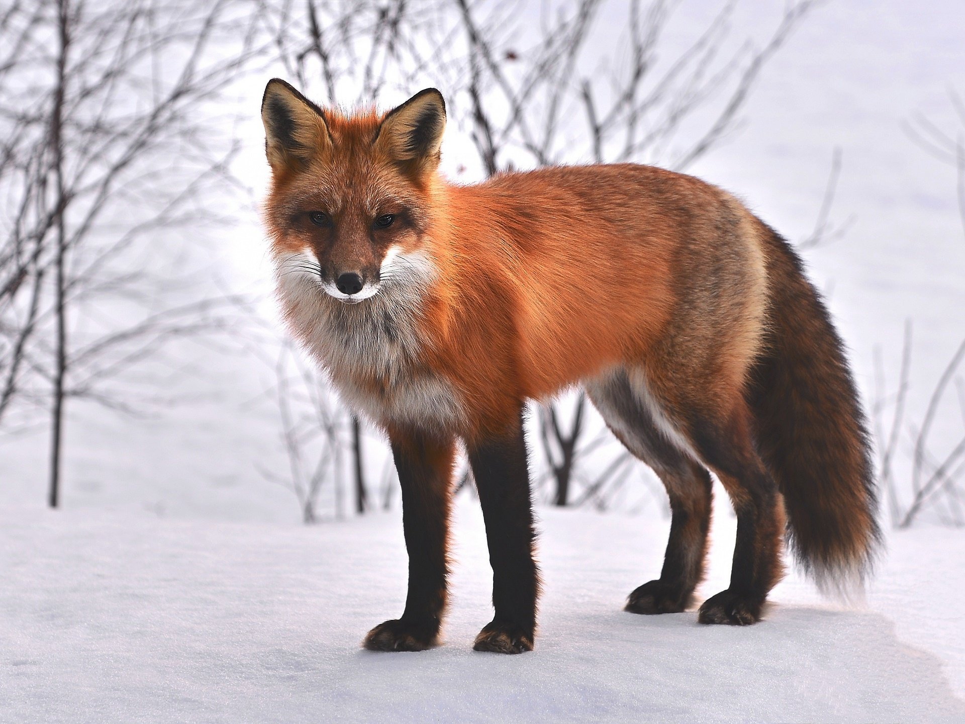 Free download Red Fox background ID:58805 hd 1920x1440 for PC