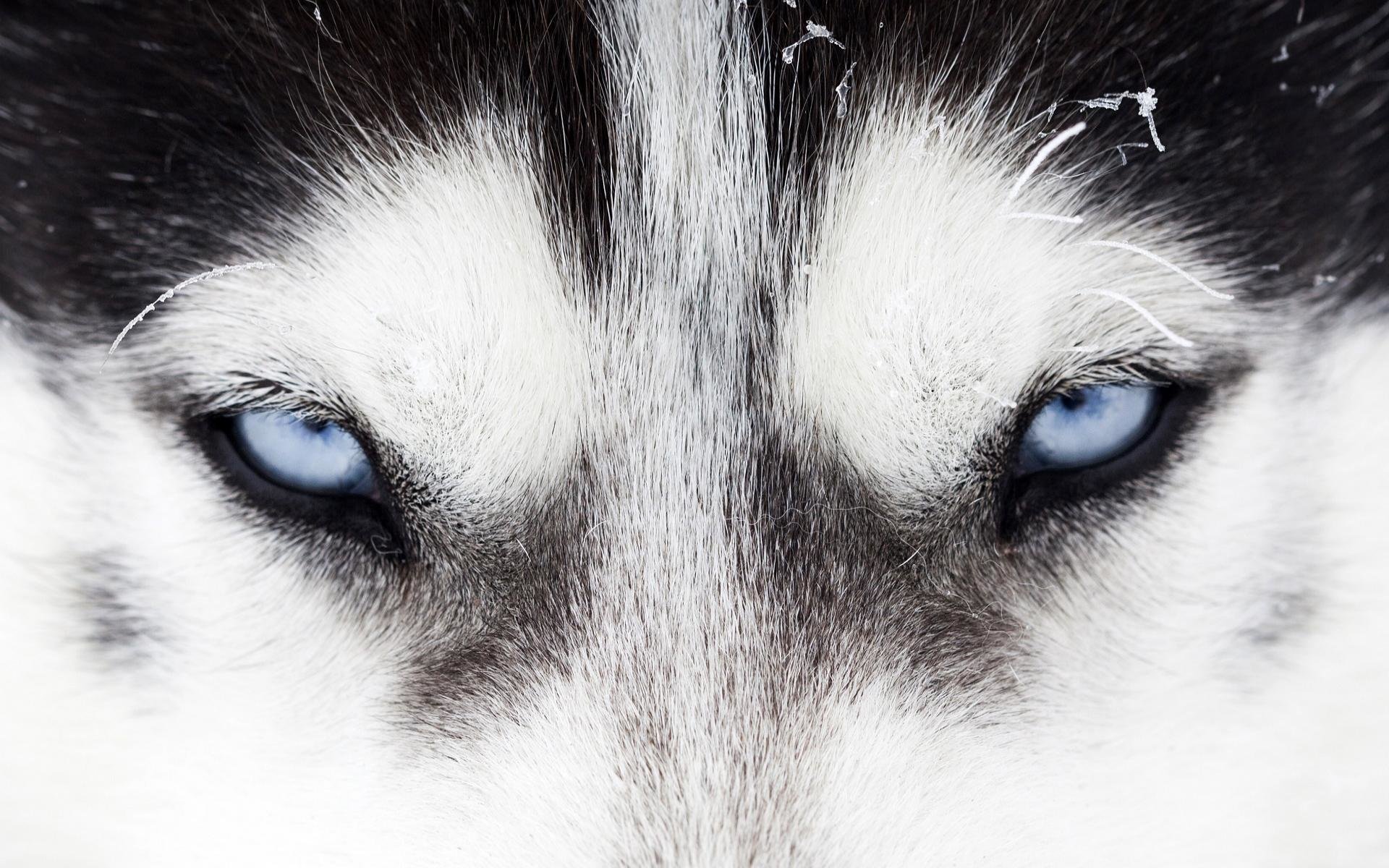 Awesome Siberian Husky free background ID:155245 for hd 1920x1200 desktop