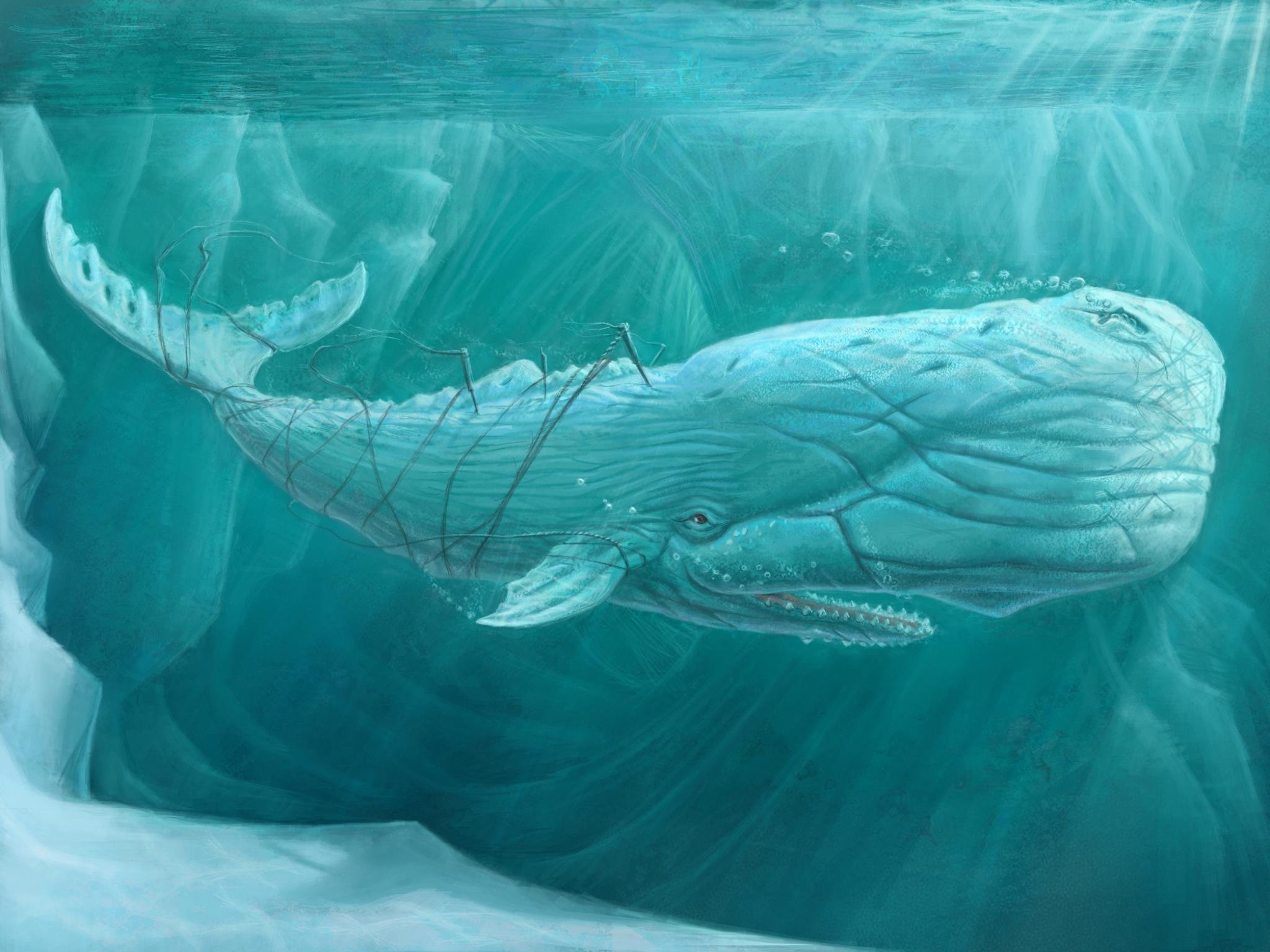 Best Whale Fantasy background ID:387407 for High Resolution hd 2048x1536 PC