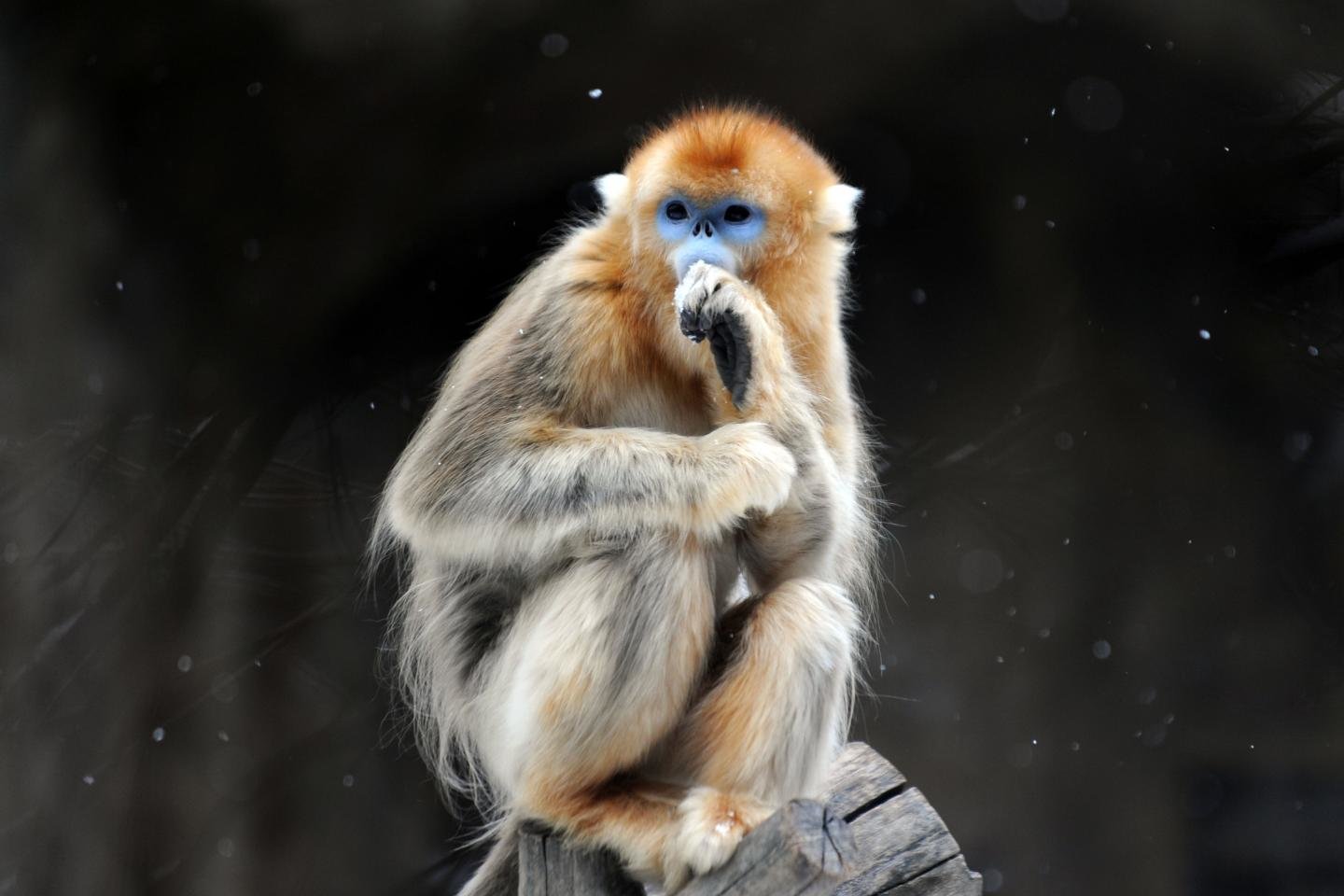 Best Golden Snub-nosed Monkey background ID:29637 for High Resolution hd 1440x960 PC