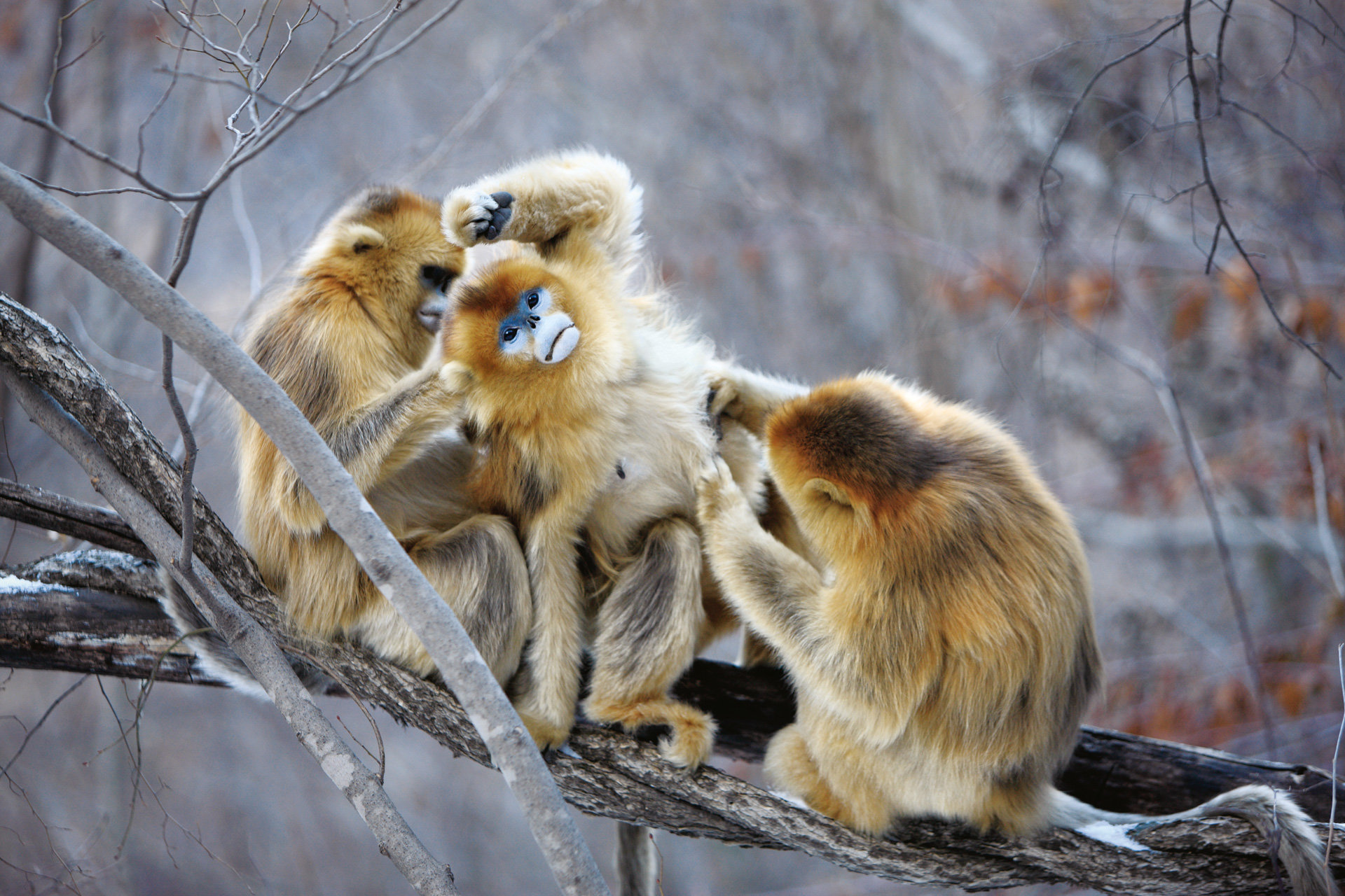 Awesome Golden Snub-nosed Monkey free wallpaper ID:29643 for hd 1920x1280 PC
