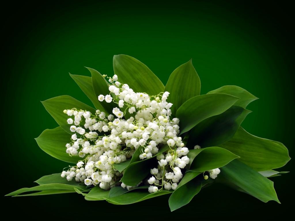 Best Lily Of The Valley background ID:358357 for High Resolution hd 1024x768 PC