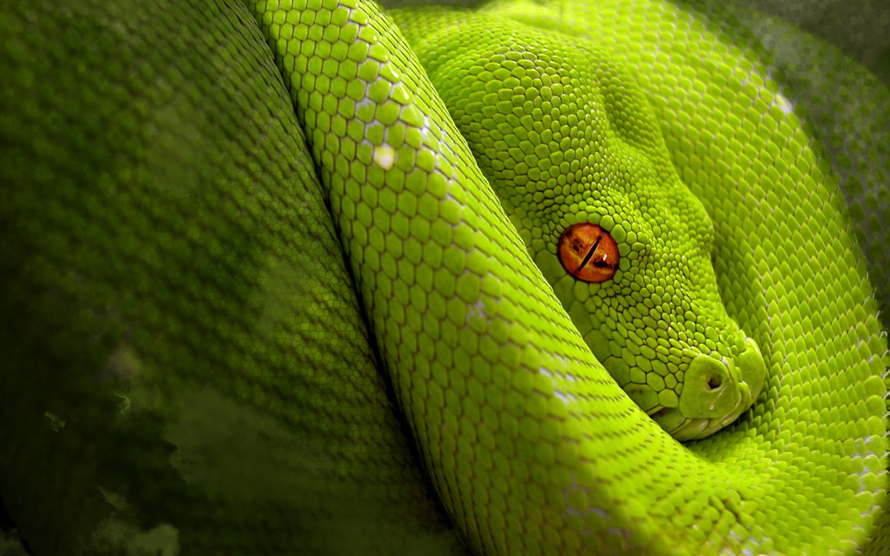 High resolution Snake hd 1280x800 wallpaper ID:137169 for PC