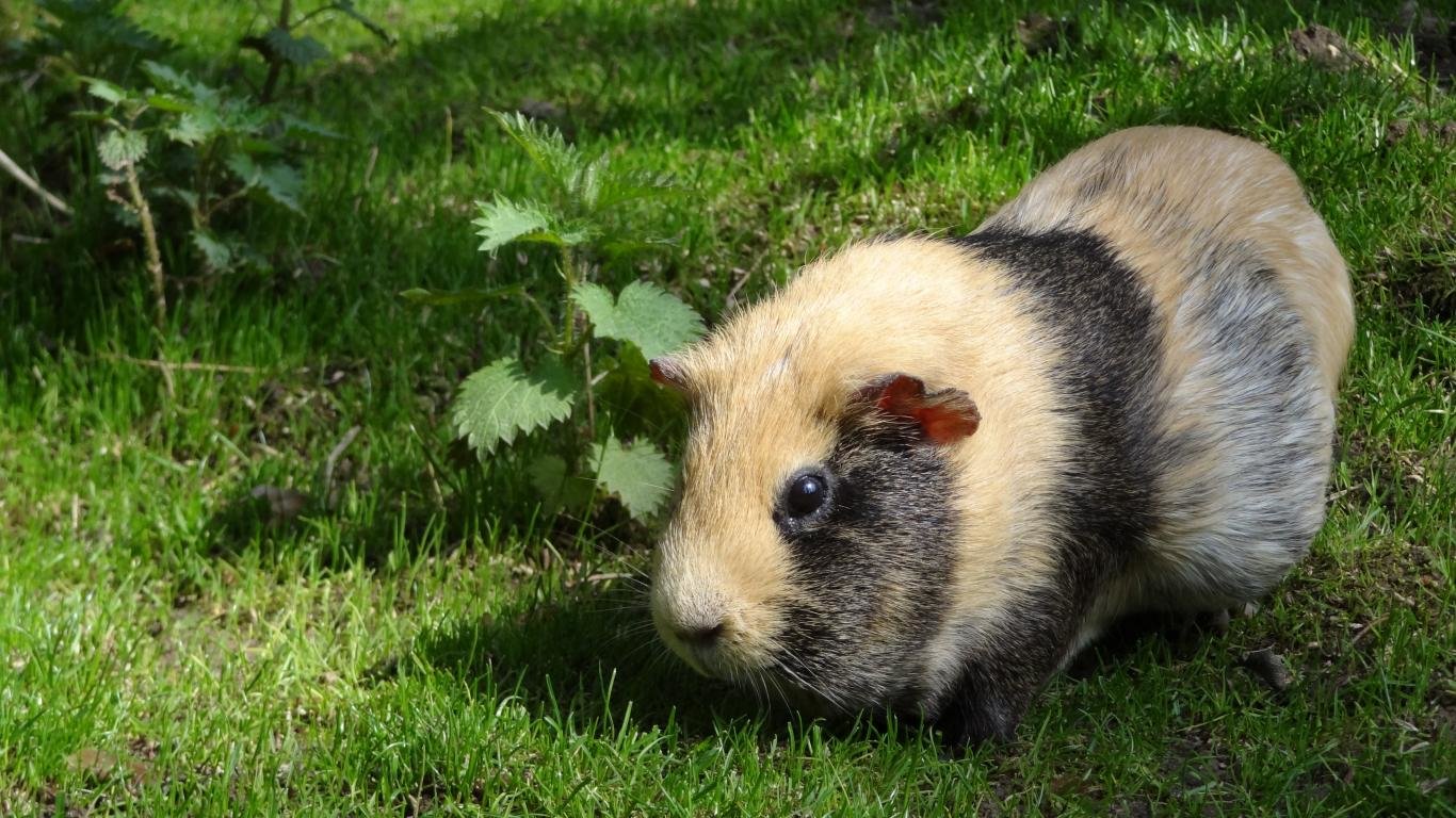 Best Guinea Pig background ID:270986 for High Resolution laptop computer