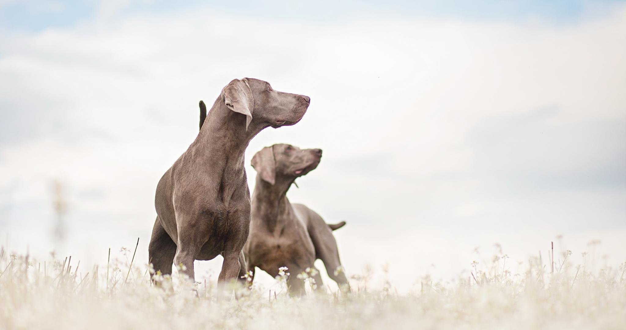 Free download Weimaraner background ID:9654 hd 2048x1080 for computer