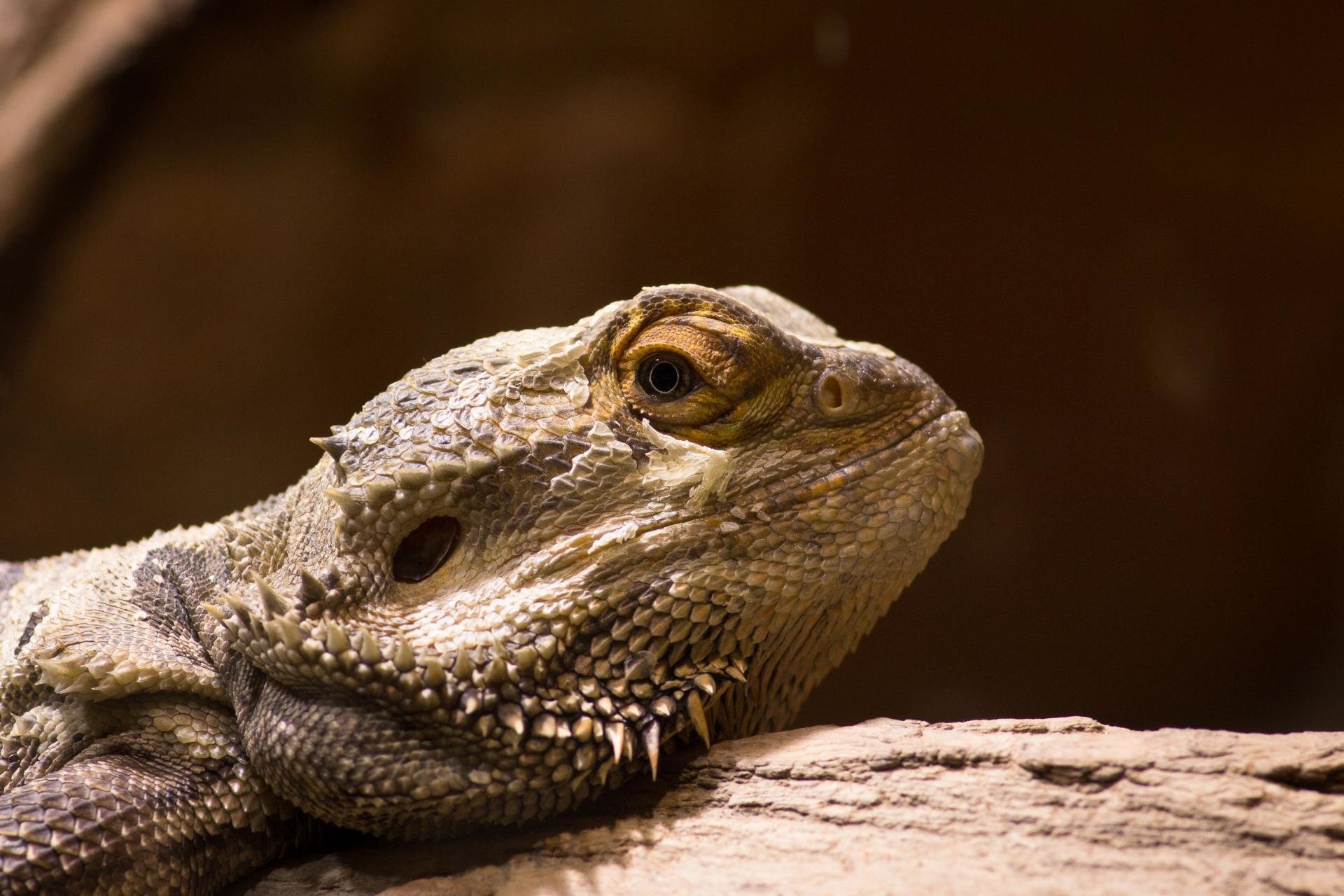 High resolution Bearded Dragon hd 1920x1280 background ID:396831 for PC