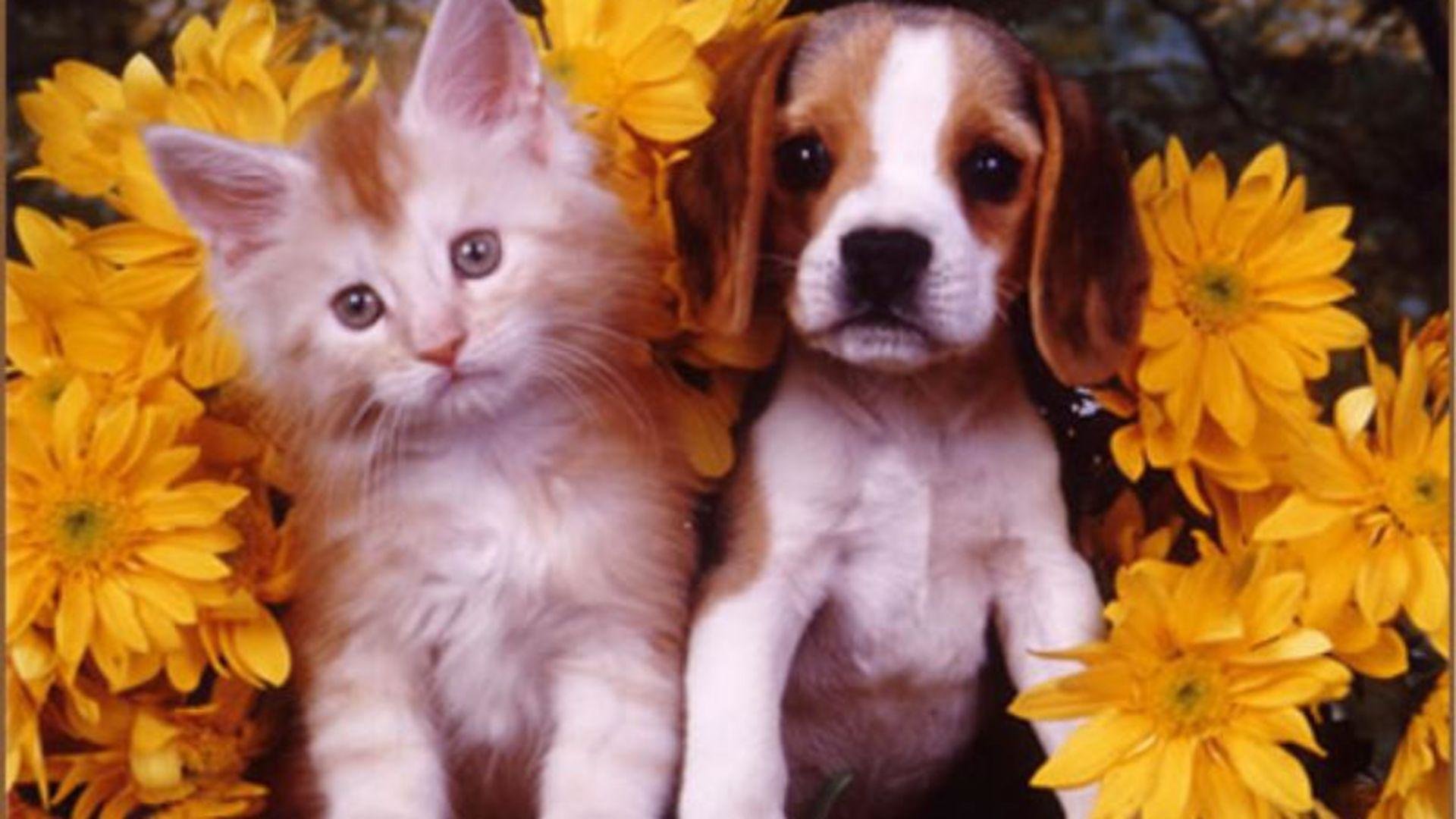 High resolution Cat and Dog hd 1080p wallpaper ID:125346 for desktop