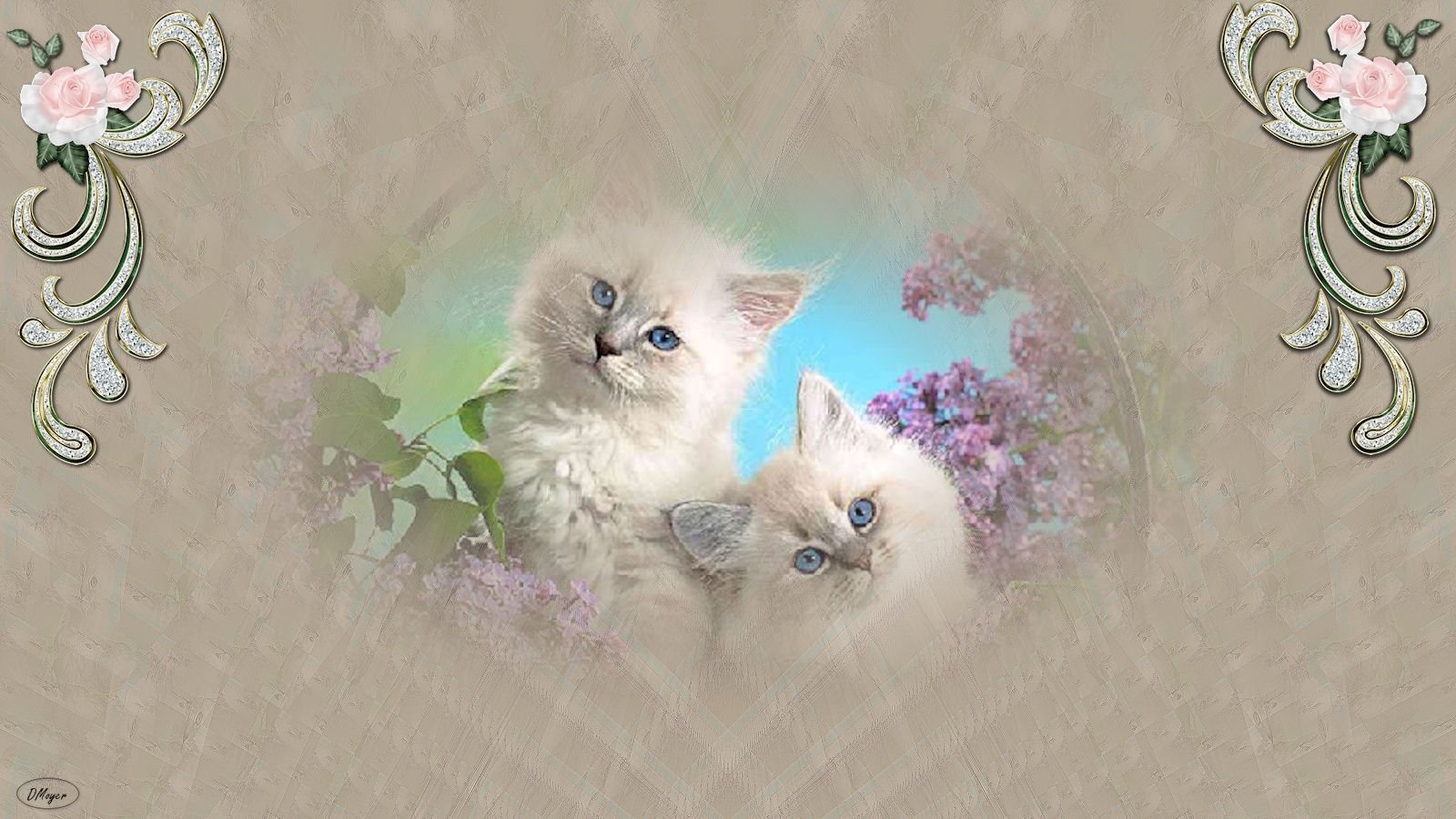 Best Kitten background ID:425134 for High Resolution hd 1600x900 desktop