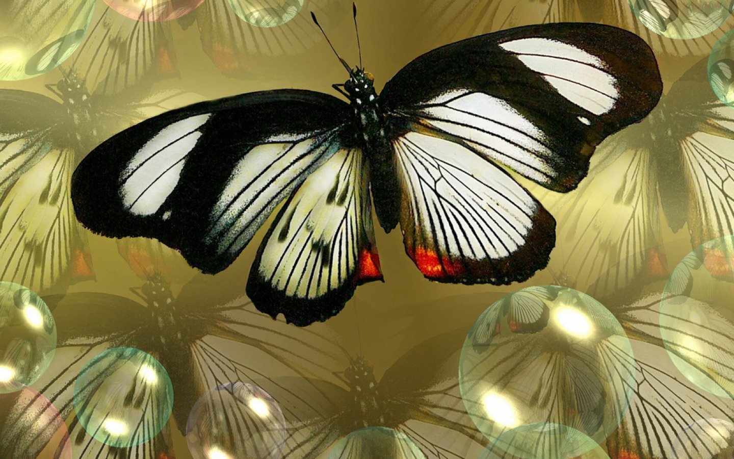 Download hd 1440x900 Butterfly PC background ID:168868 for free