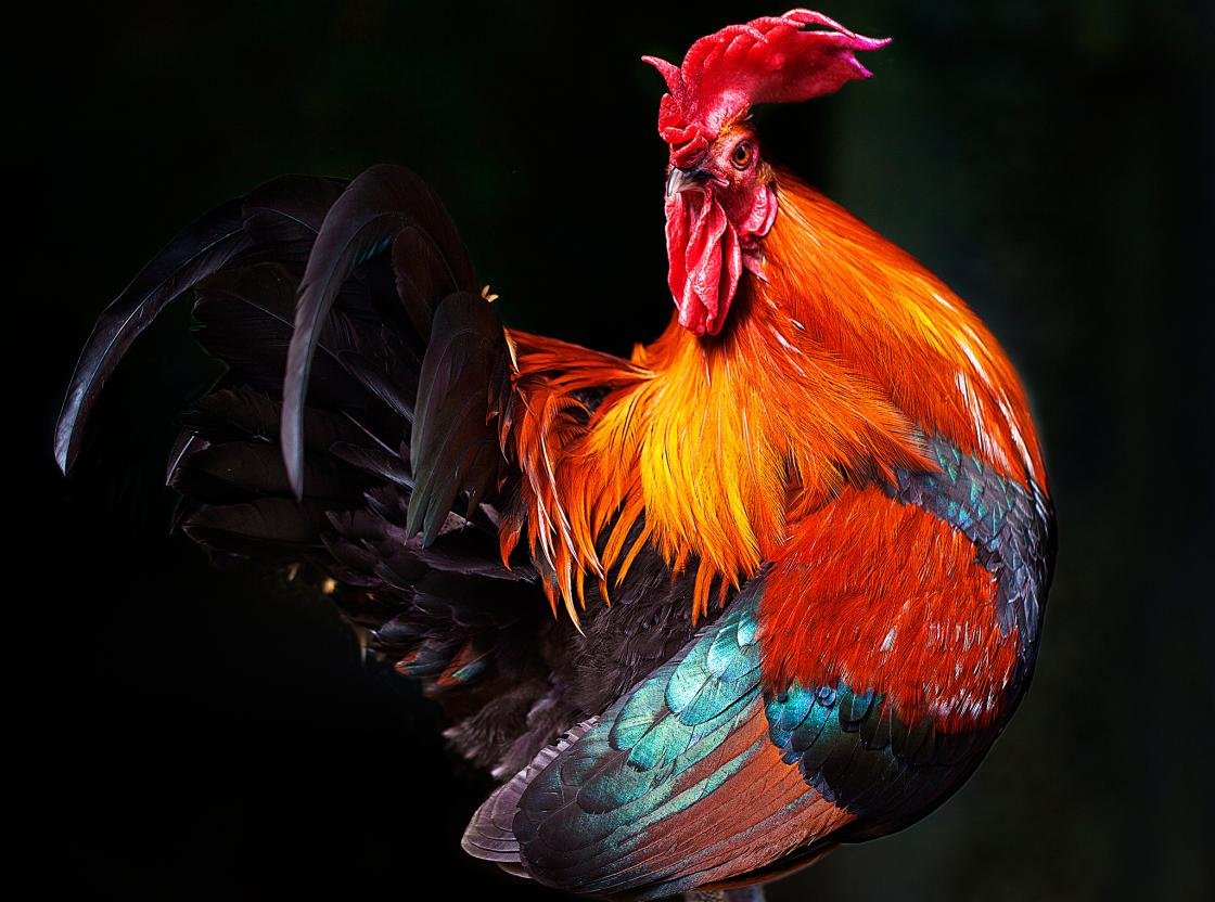 Free download Rooster wallpaper ID:123591 hd 1120x832 for desktop