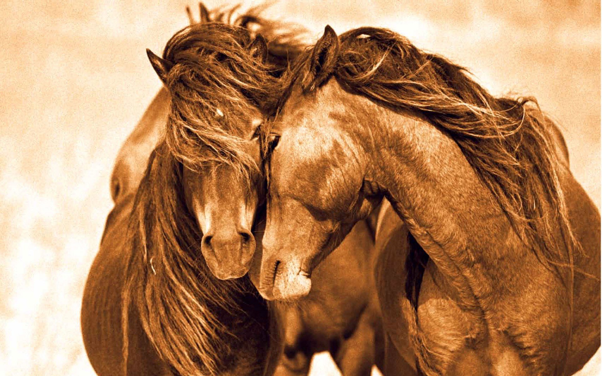 Best Horse background ID:23579 for High Resolution hd 1920x1200 computer