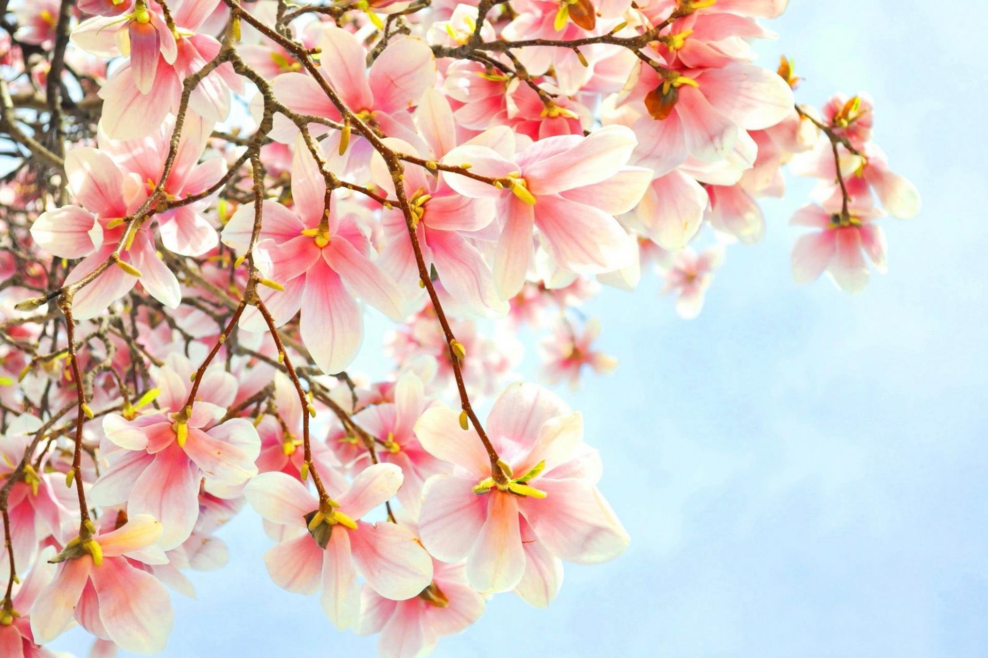 Free download Magnolia background ID:174282 hd 1920x1280 for desktop