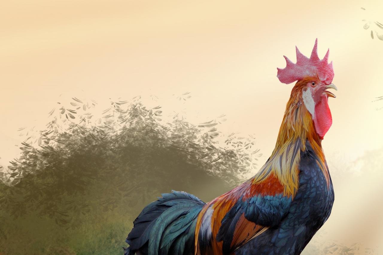 Best Rooster background ID:123586 for High Resolution hd 1280x854 desktop