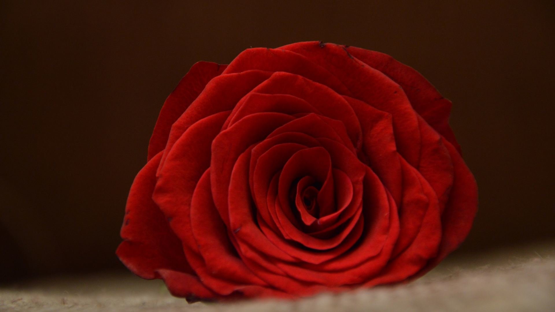 High resolution Rose hd 1920x1080 background ID:472154 for computer