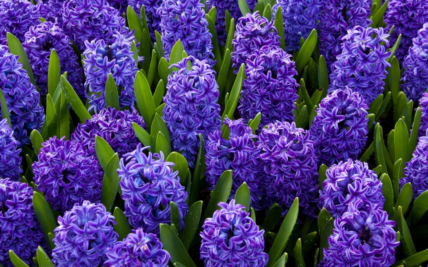 Free download Hyacinth wallpaper ID:155939 hd 1440x900 for computer
