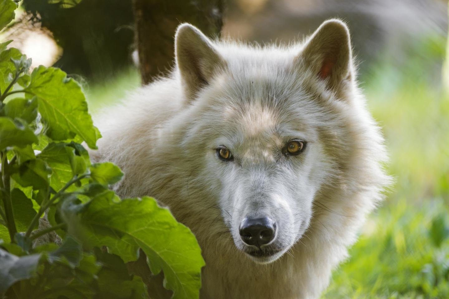Free White Wolf high quality background ID:118408 for hd 1440x960 PC