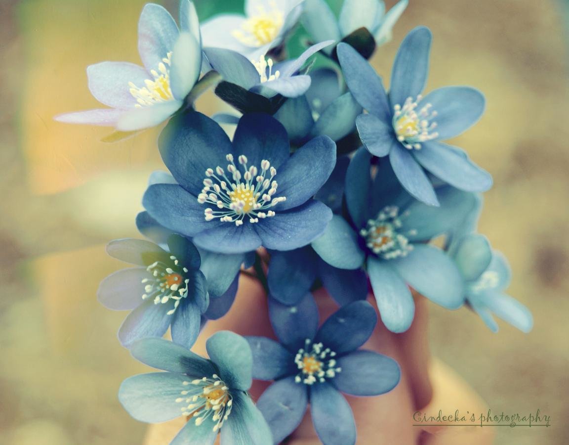 Free Forget-Me-Not high quality wallpaper ID:64155 for hd 1152x900 PC