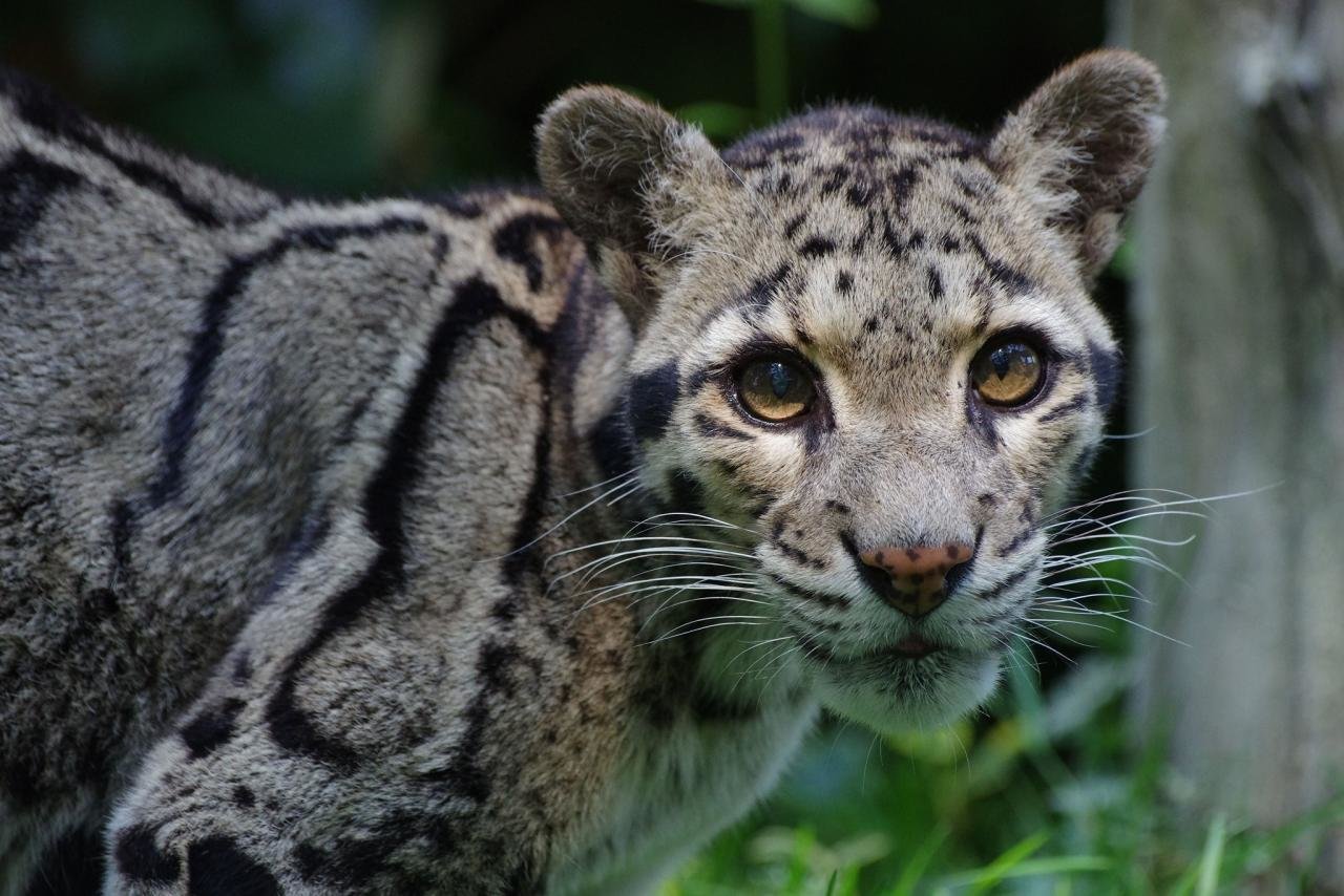 Download hd 1280x854 Clouded Leopard computer wallpaper ID:260363 for free