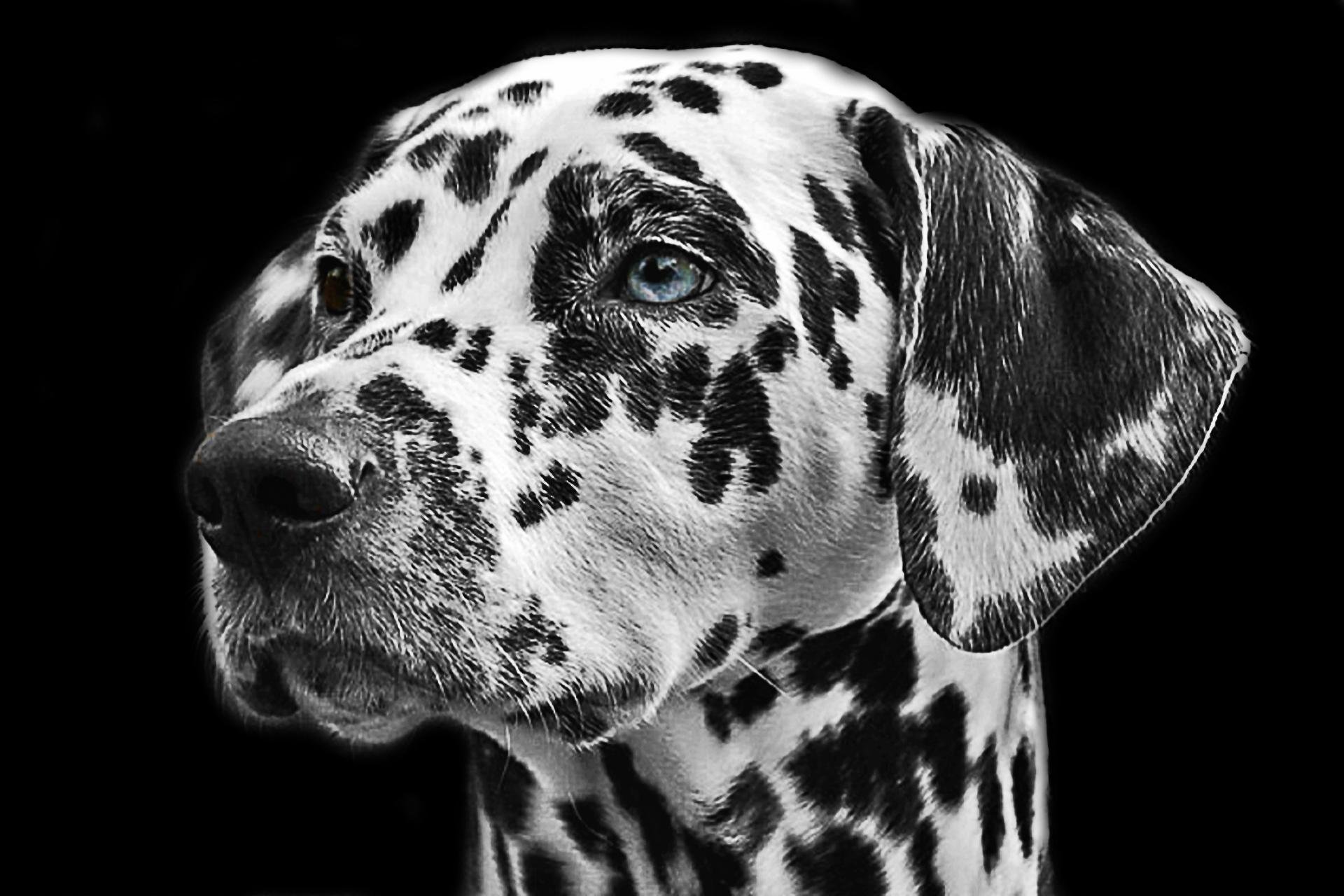 Awesome Dalmatian free background ID:433535 for hd 1920x1280 desktop