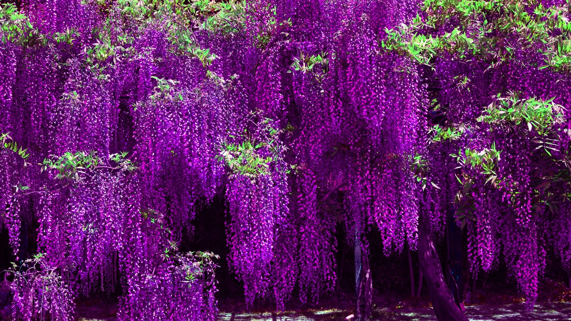 Free Wisteria high quality wallpaper ID:255036 for full hd 1080p computer